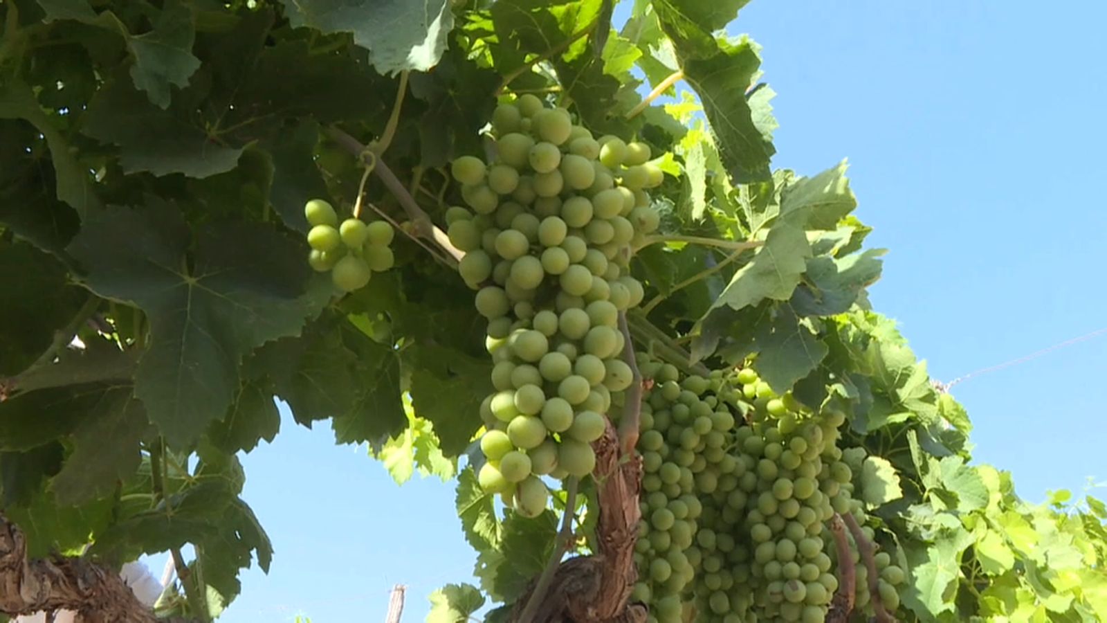 Més de 1.000 valencians aniran a treballar a la verema francesa