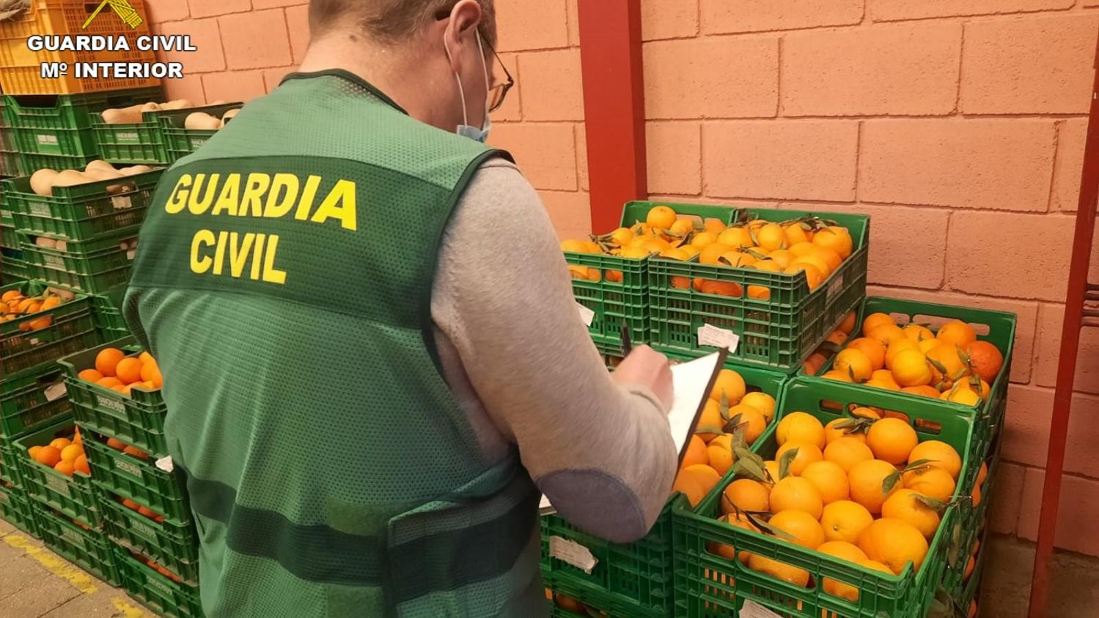 La Guàrdia Civil retira del mercat 20 tones de taronges contaminades per un plaguicida prohibit