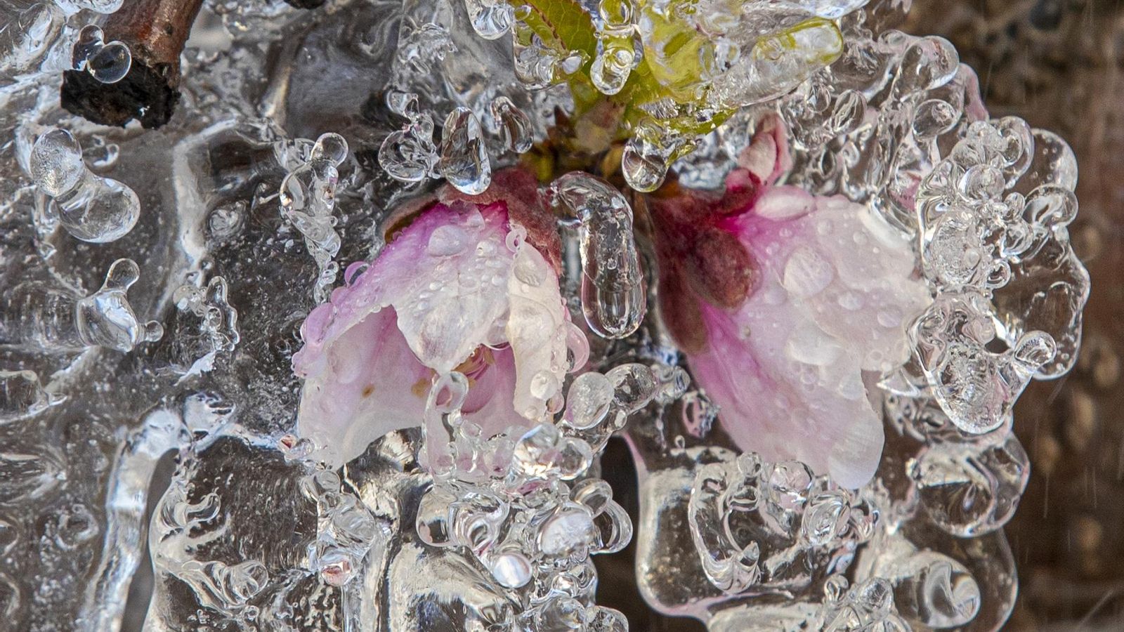 Una bresquillera de la regió de Múrcia, amb la flor d'enguany, protegida amb una espècie d'iglú per a evitar que les gelades acaben amb els brots