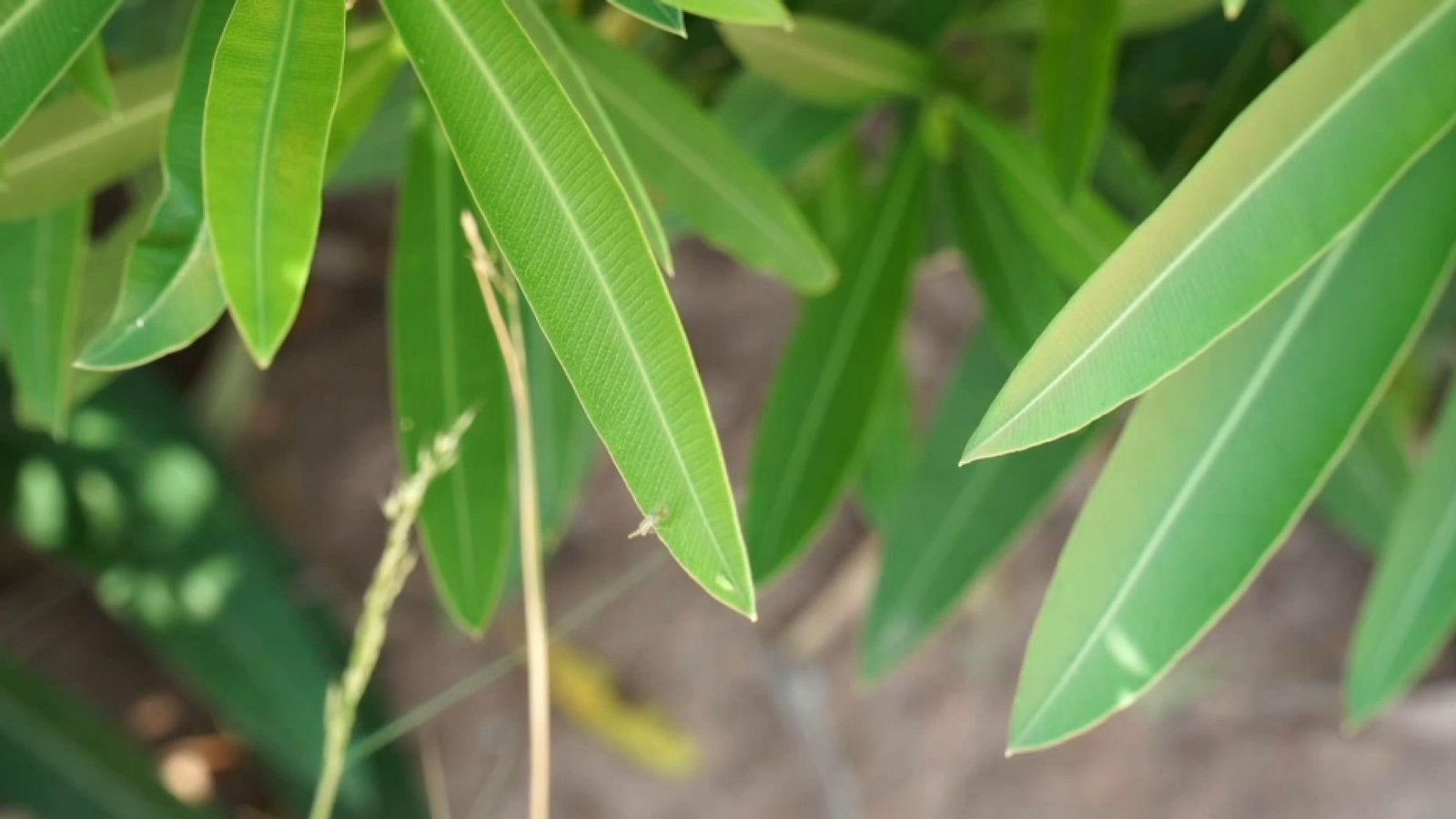 La proliferació de mosquits porta de cap el veïnat de les platges de la zona nord de Sagunt