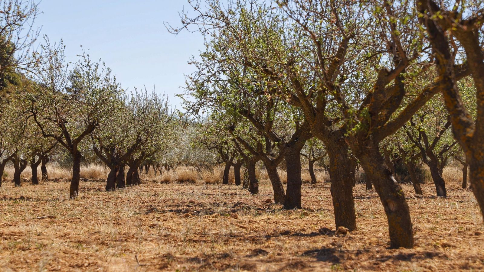 Camp d'olivars a Xelva (arxiu)