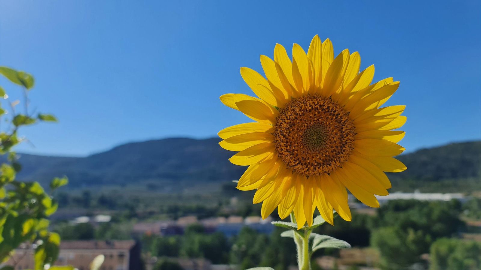 BOCAIRENT