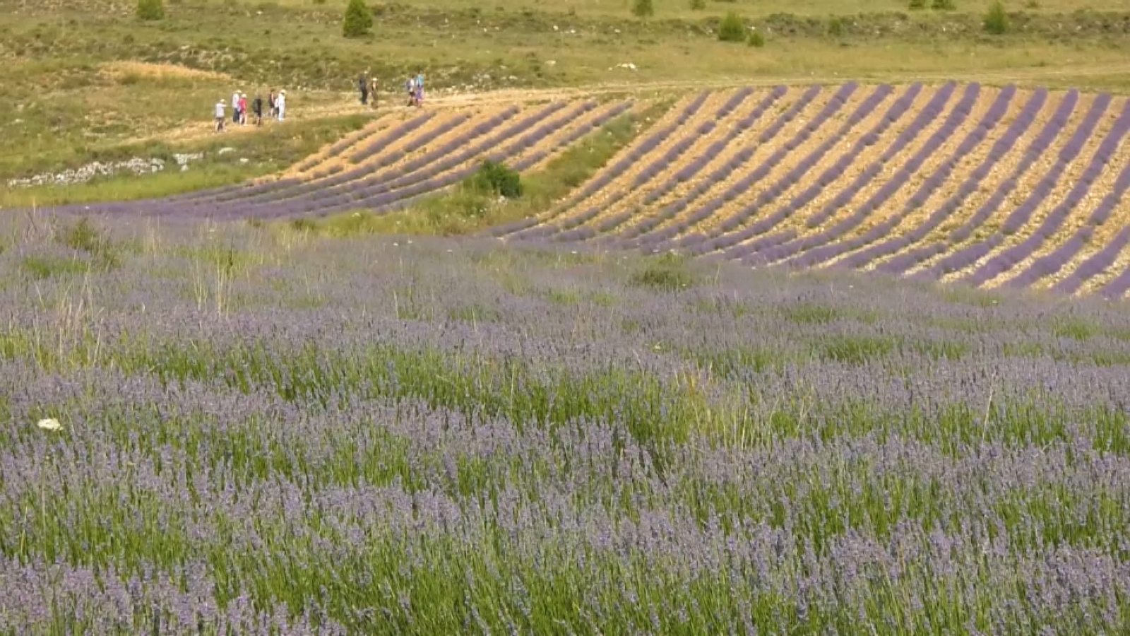Ademuz, el lloc on recórrer vistosos camps de lavanda a l'estiu
