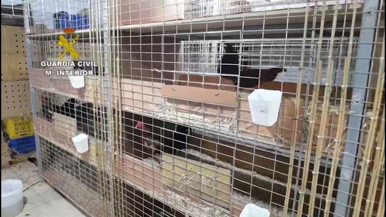 Detenen a un veterinari a València per tallar il·legalment crestes a més de 4.400 galls de brega
