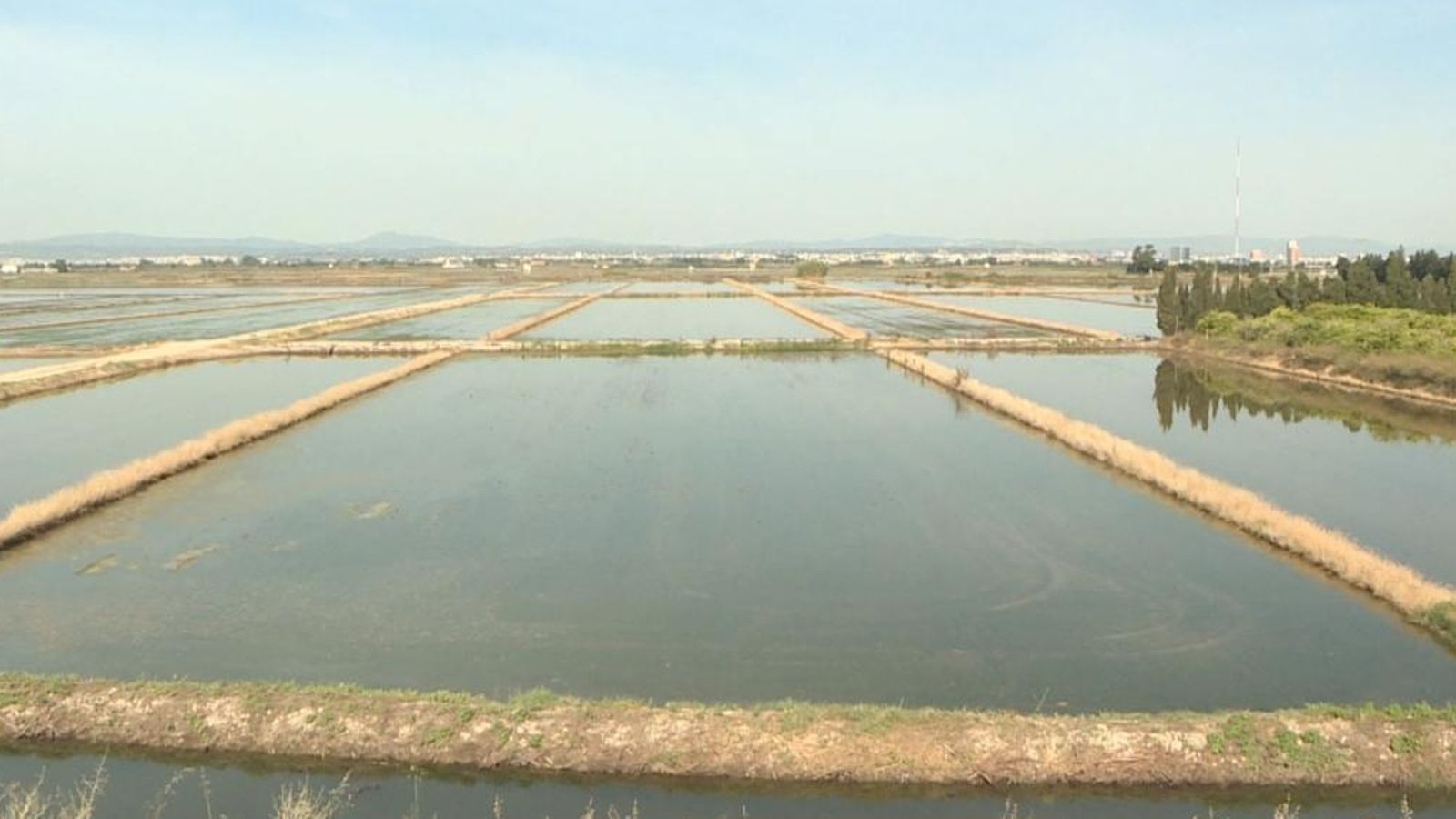 Arrossars a l'Albufera de València
