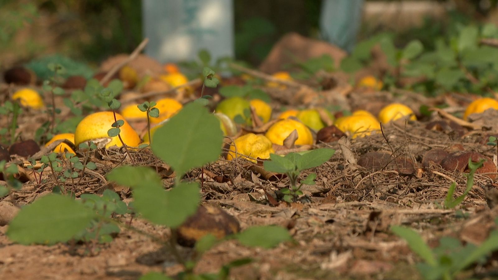 Danys de la pedregada als camps de cítrics