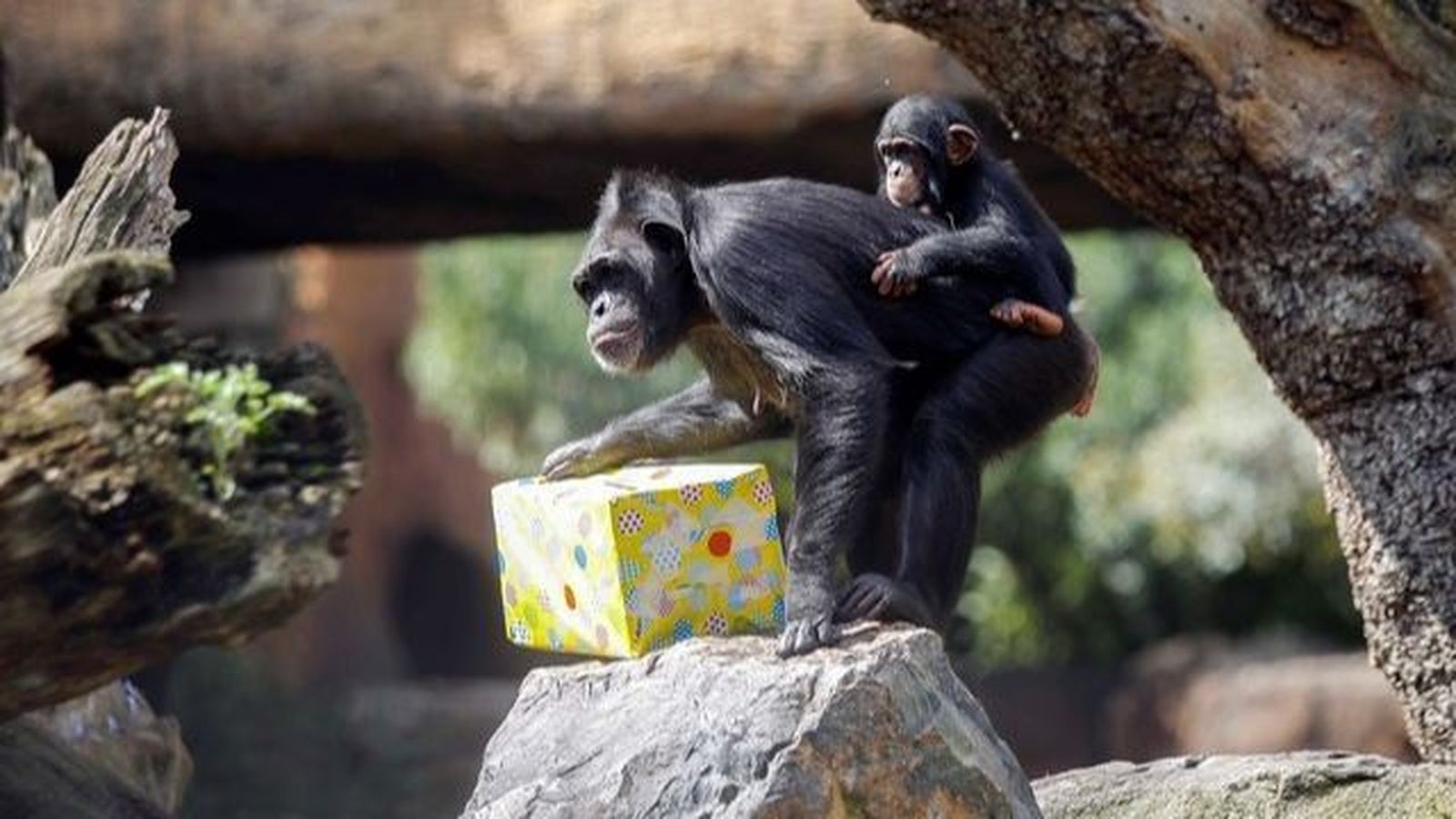 El ximpanzé de 4 anys Coco a sobre de la seua mare Noelia