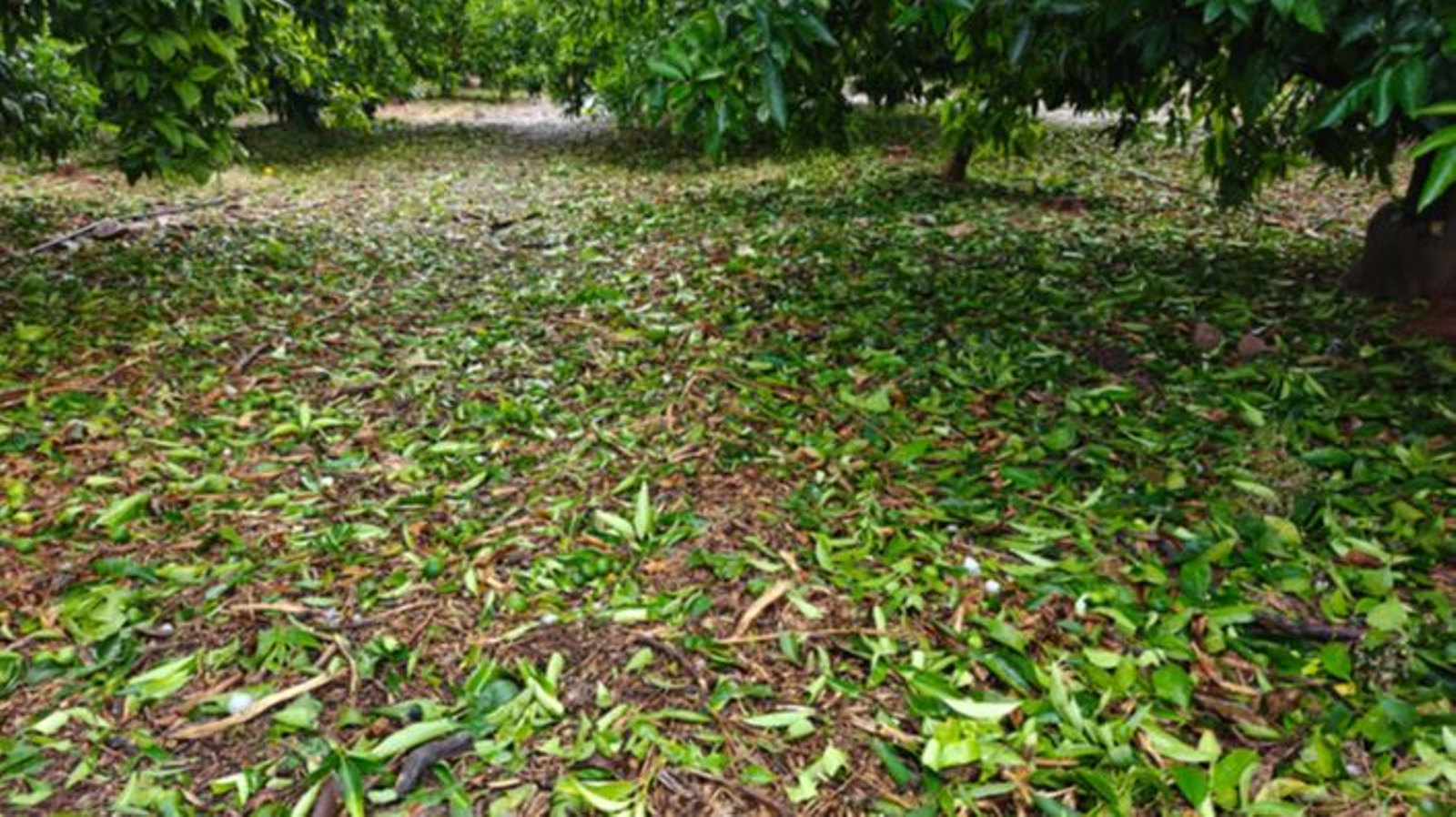 El vent i la pedra van deixar una catifa de fulles i fruits en terra