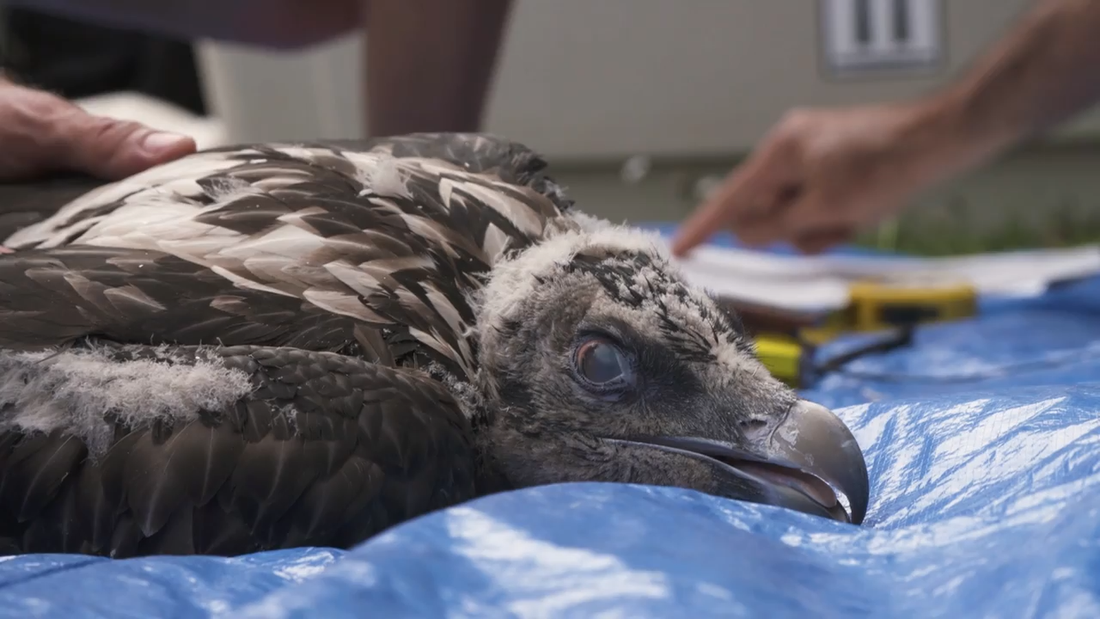 18.06.2022 | Animalades, un món bestial
