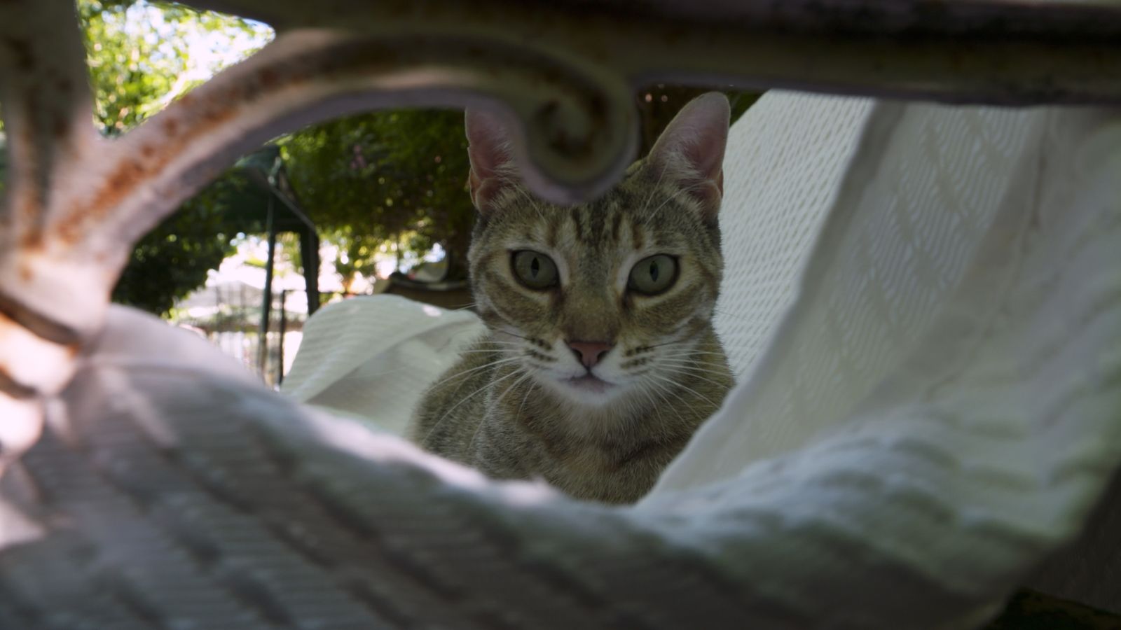 Animalades | Estar millor