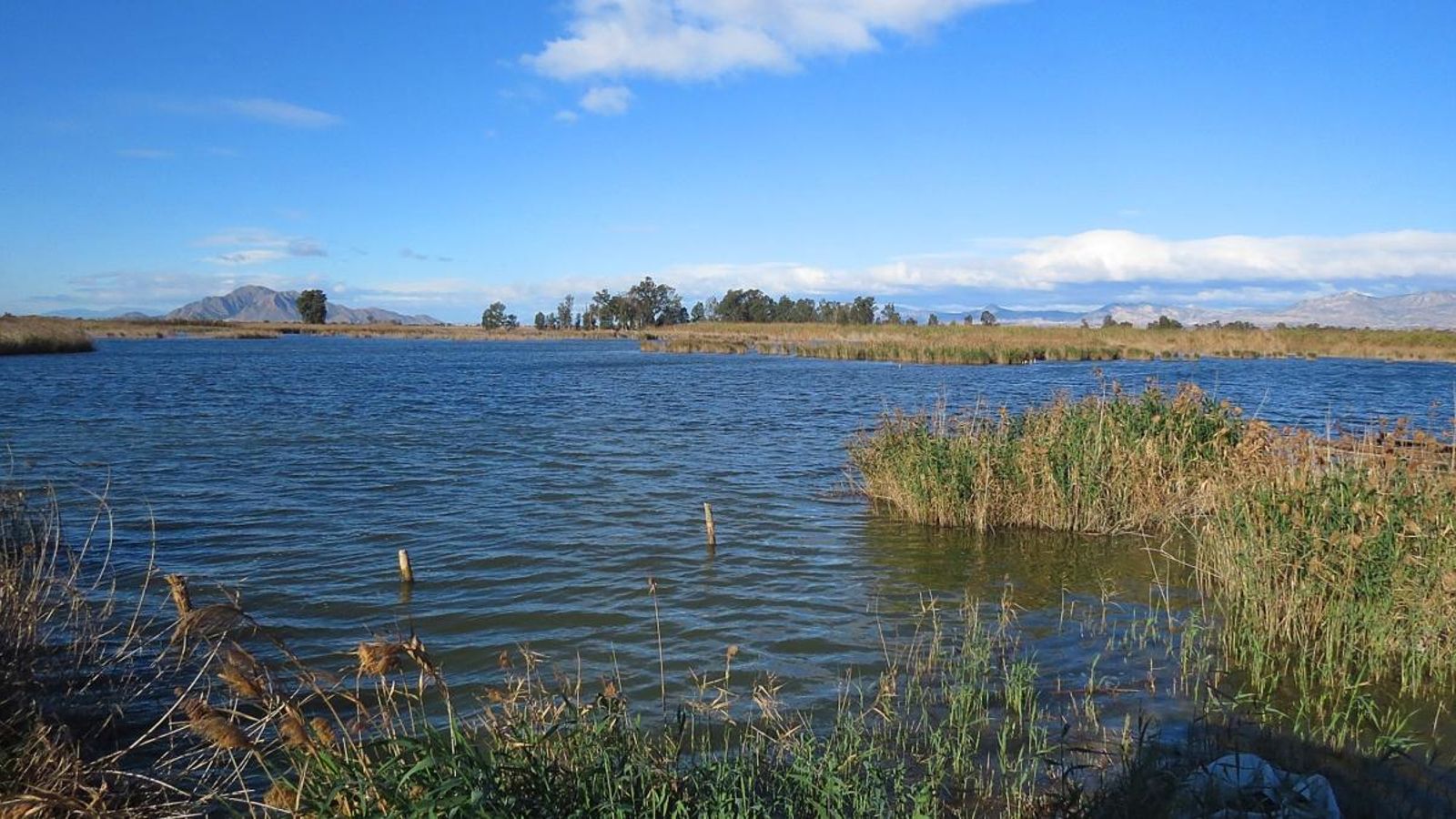 El 90% dels ocells del Parc Natural del Fondo d’Elx-Crevillent han desaparegut