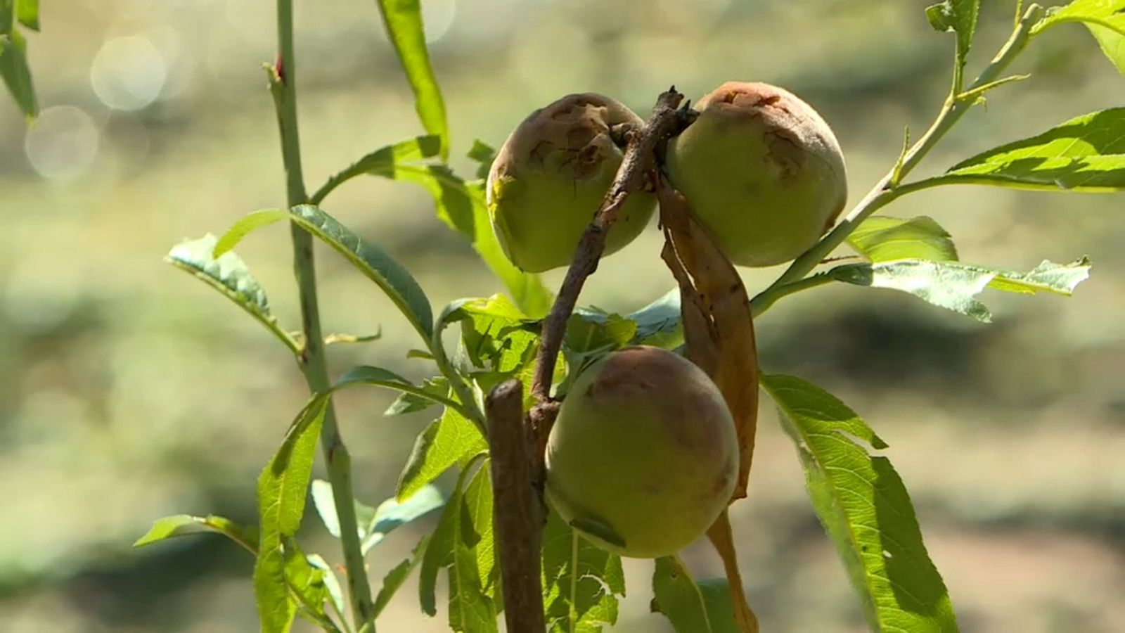 El granís ha fet mal almenys a 8.500 hectàrees del camp valencià