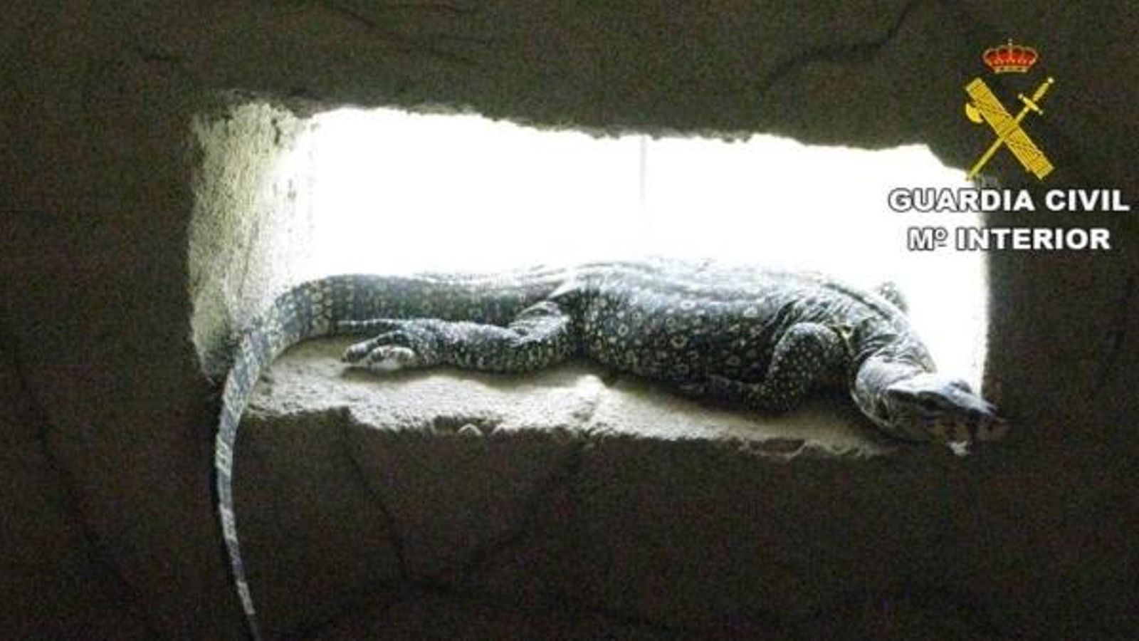 La Guàrdia Civil d\'Alacant investiga set persones per tràfic d\'espècies