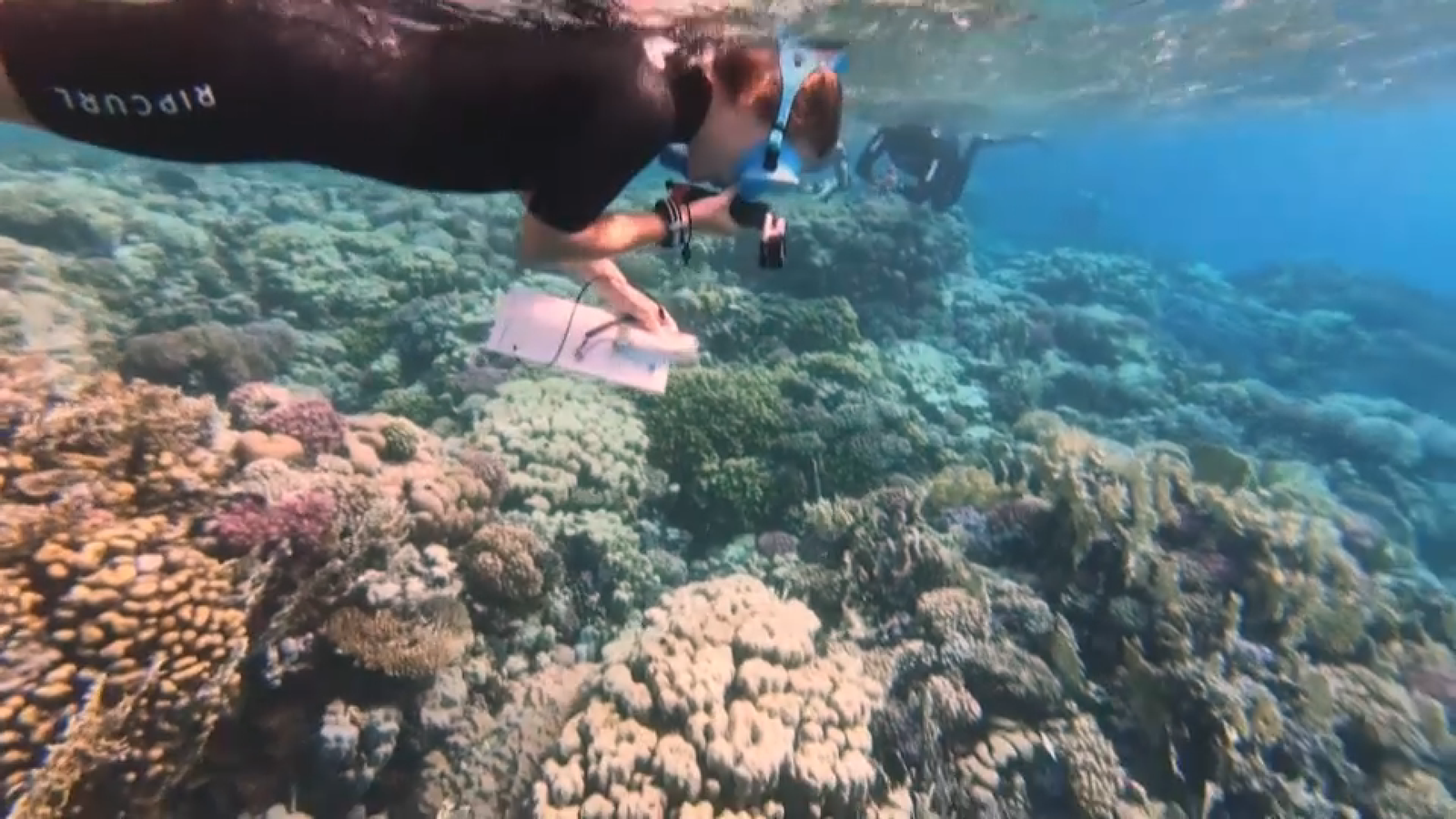 Els microplàstics afecten greument els corals valencians i els lleva el seu color