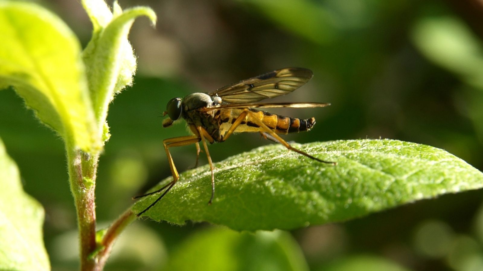 El mosquit tigre i el mosquit comú es concentren en zones urbanes de la platja