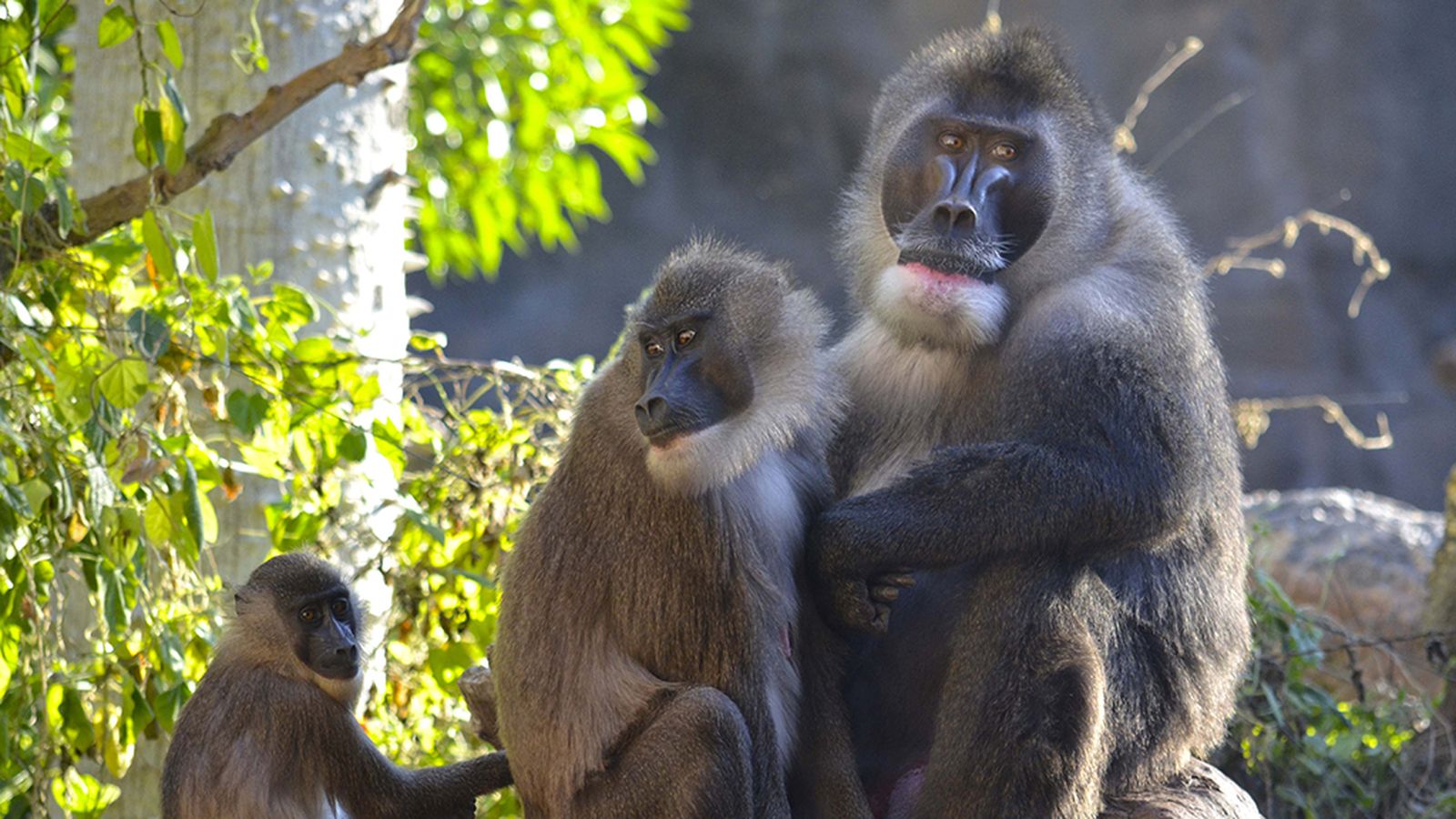 El dril Rafiki, amb altres exemplars al Bioparc de València