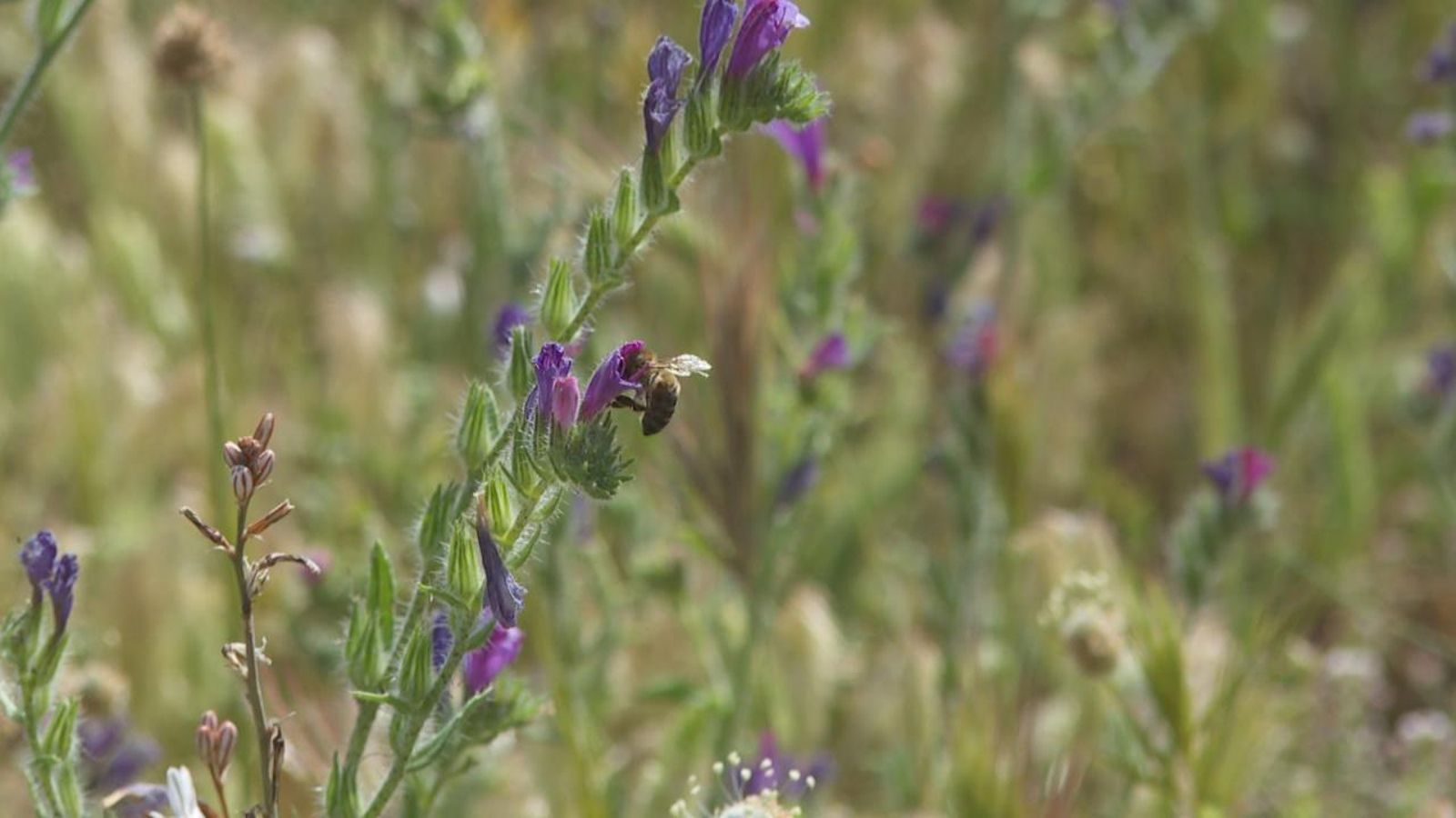El 37% de la població d'abelles està en perill d’extinció