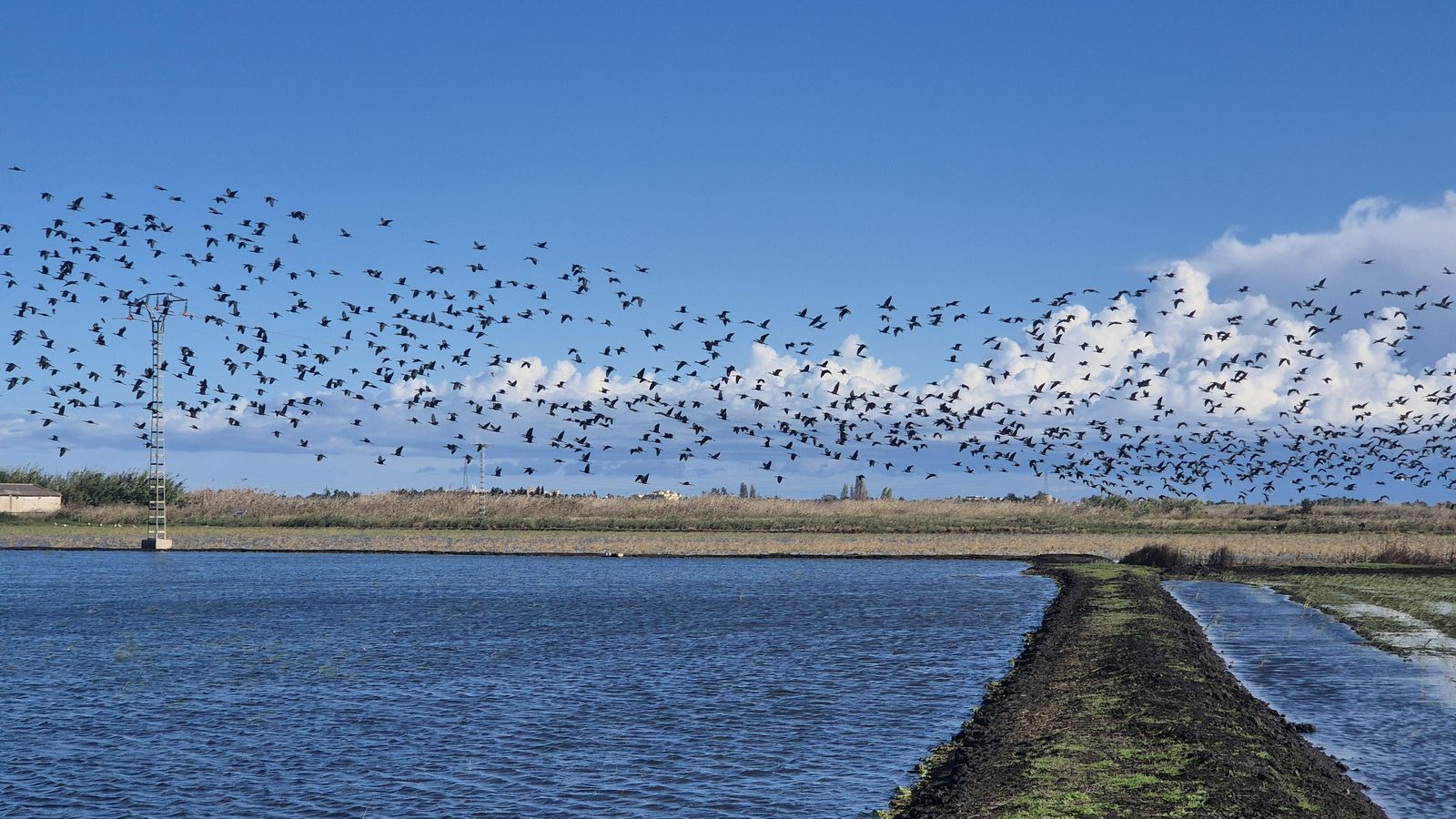 VICENT SIFRES, Marjal de Pego Oliva,