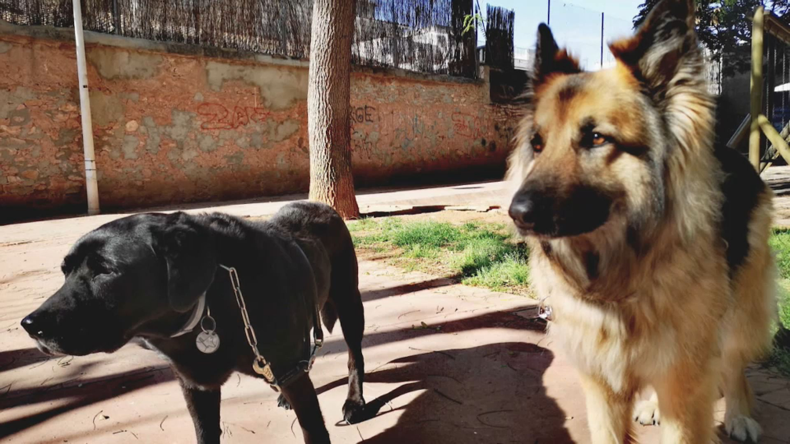 Farala en companyia de Ximena, la primera gossa guia de David Casinos