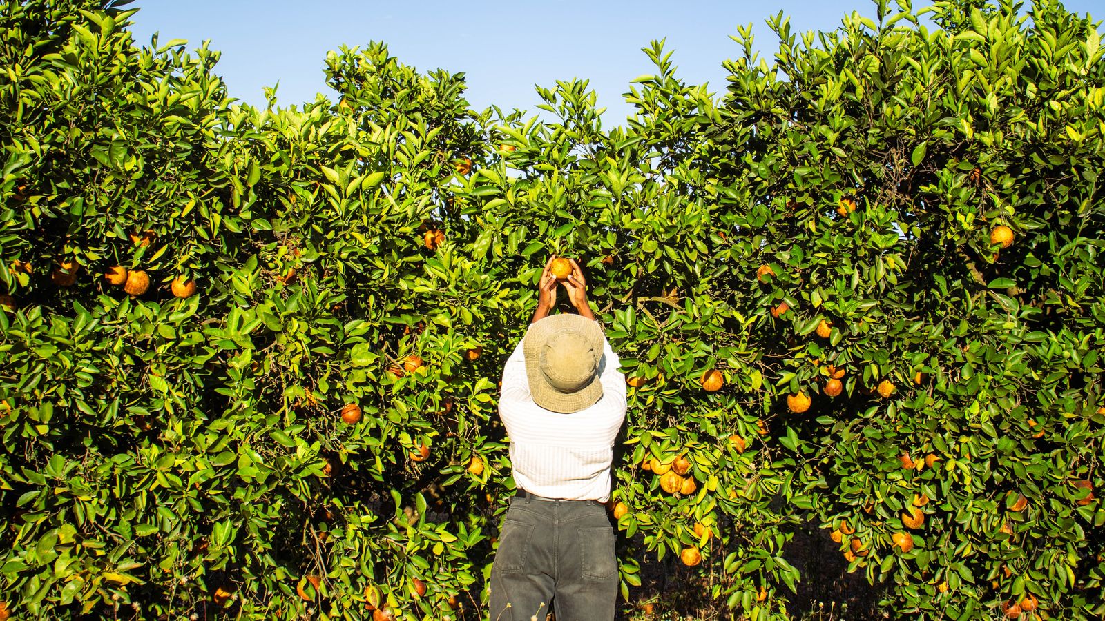 Una dona arreplega taronges en un hort en el camp en una imatge d'arxiu