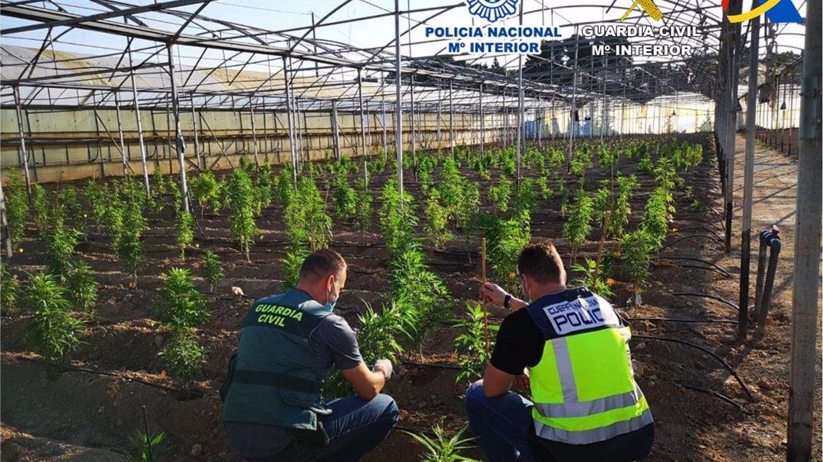 Plantació intervinguda per la Guàrdia Civil