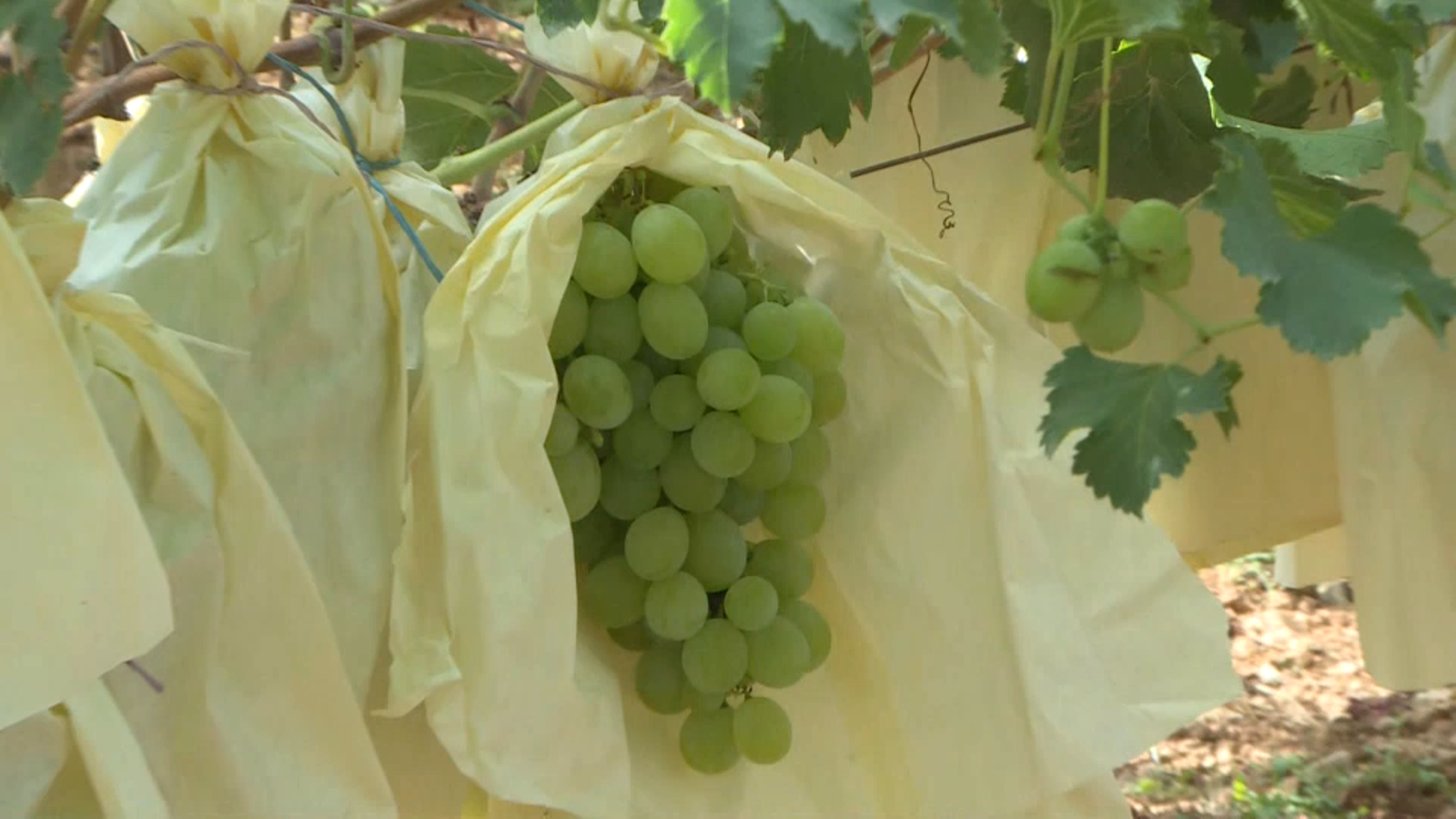 Els saquets ajuden el raïm a madurar