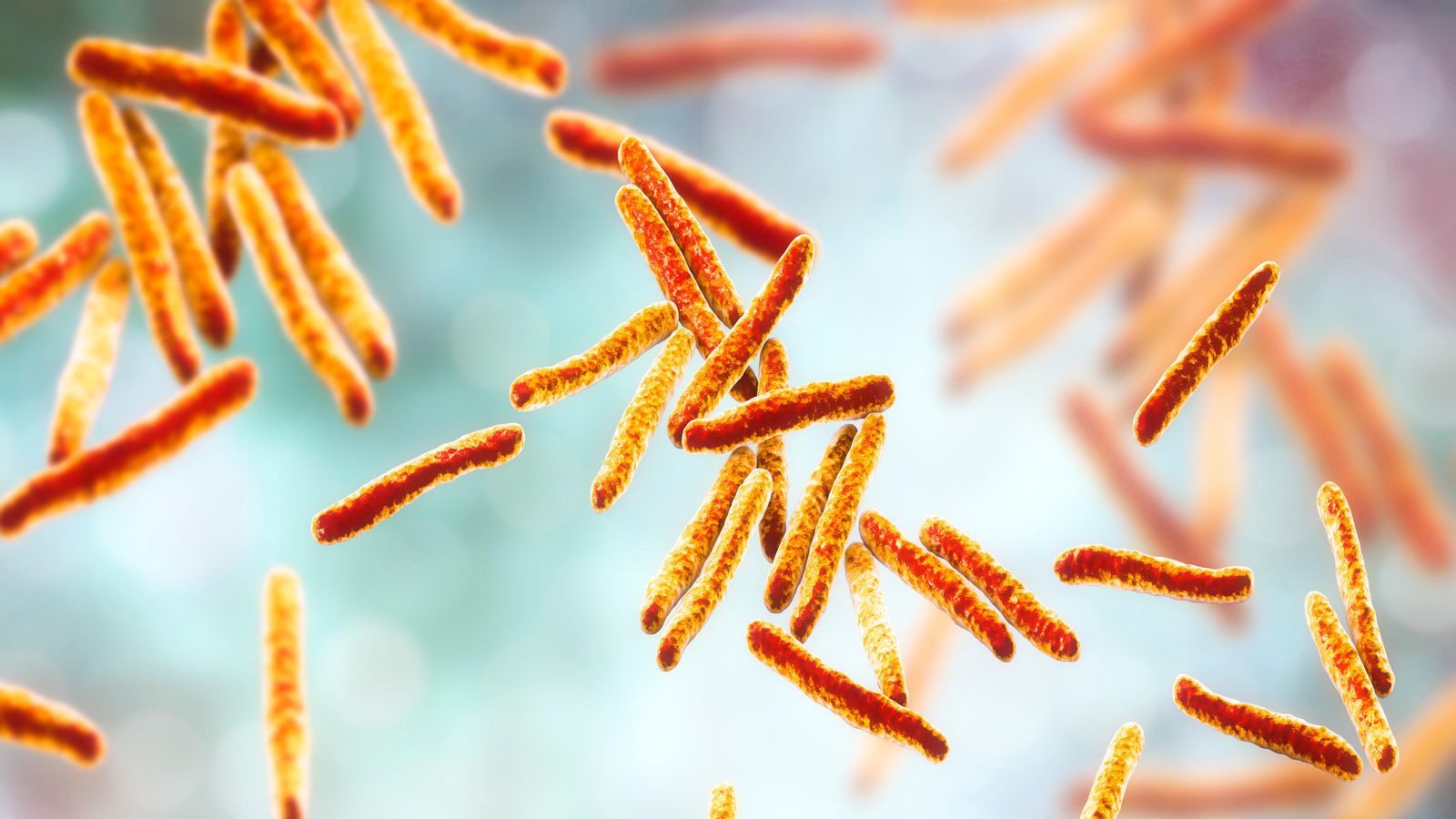 La bacteria causant de la tuberculosi en una il·lustració en 3D