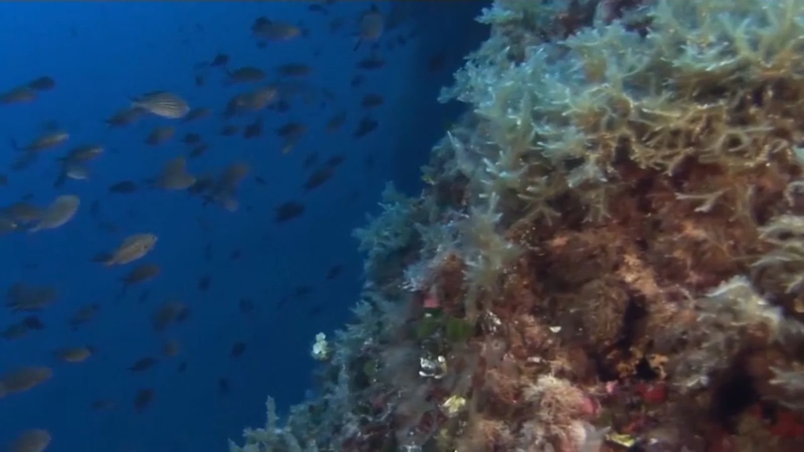 Imatge d'arxiu d'un banc de peixos a la mar Mediterrània