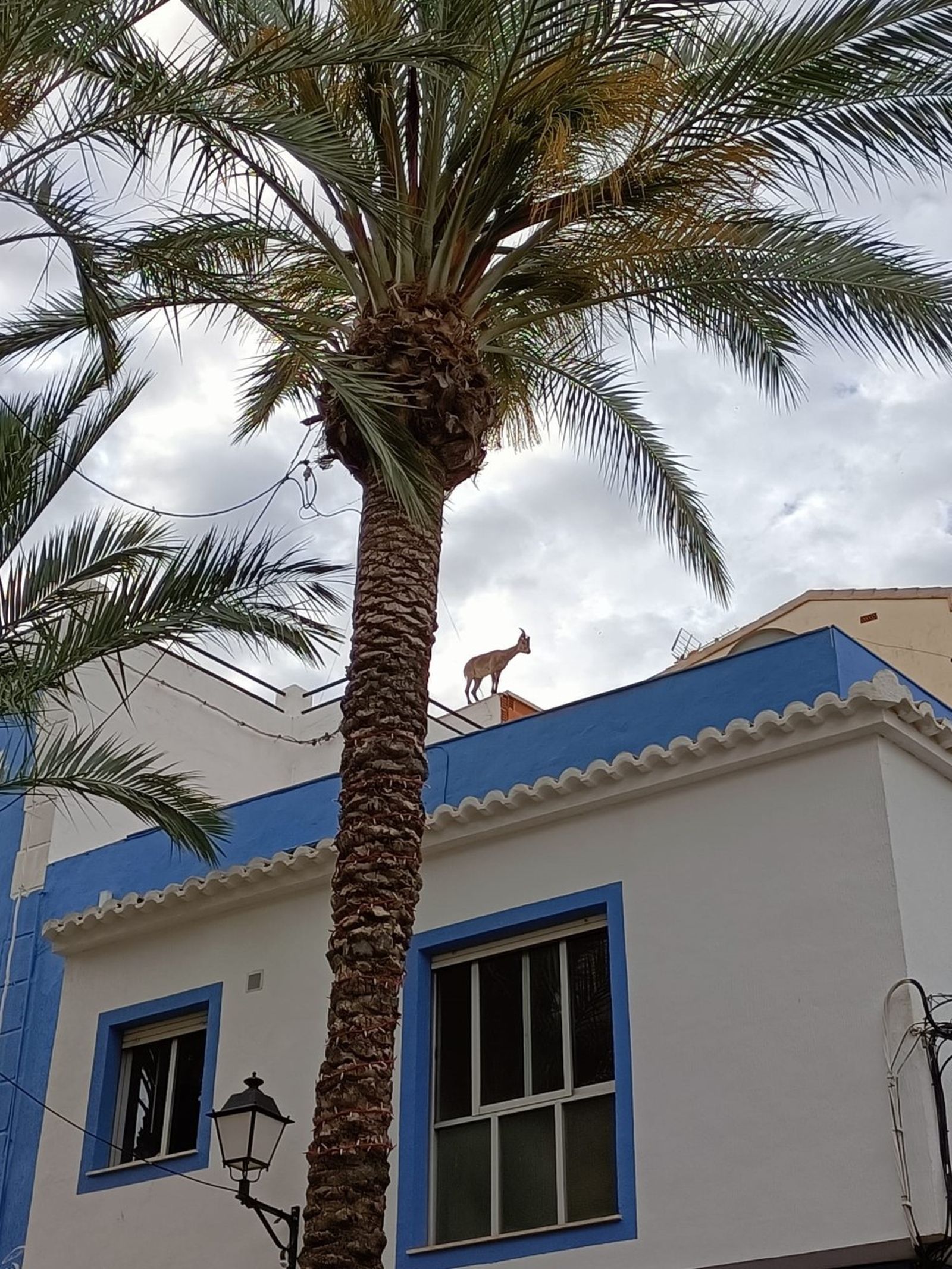 La cabra vigila des del terrat