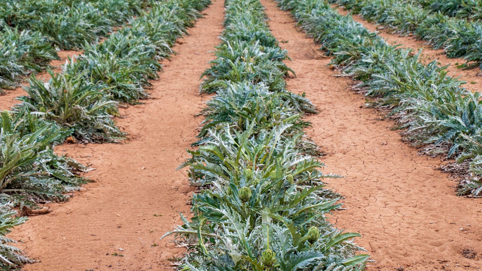 Un camp de carxofes (arxiu)