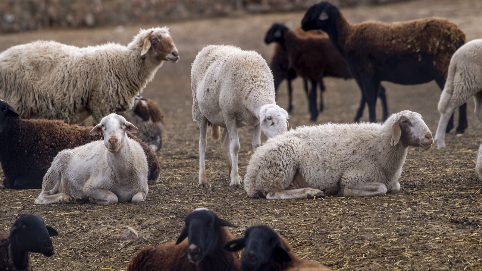 La Junta de Castella La Manxa ha immobilitzat 3,5 milions d'animals en sis mil explotacions