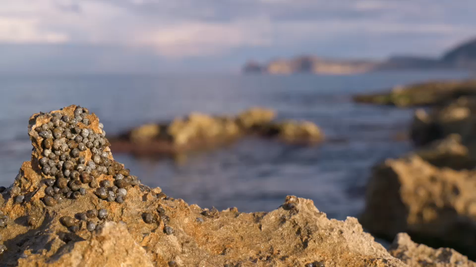 Voramar | Xàbia