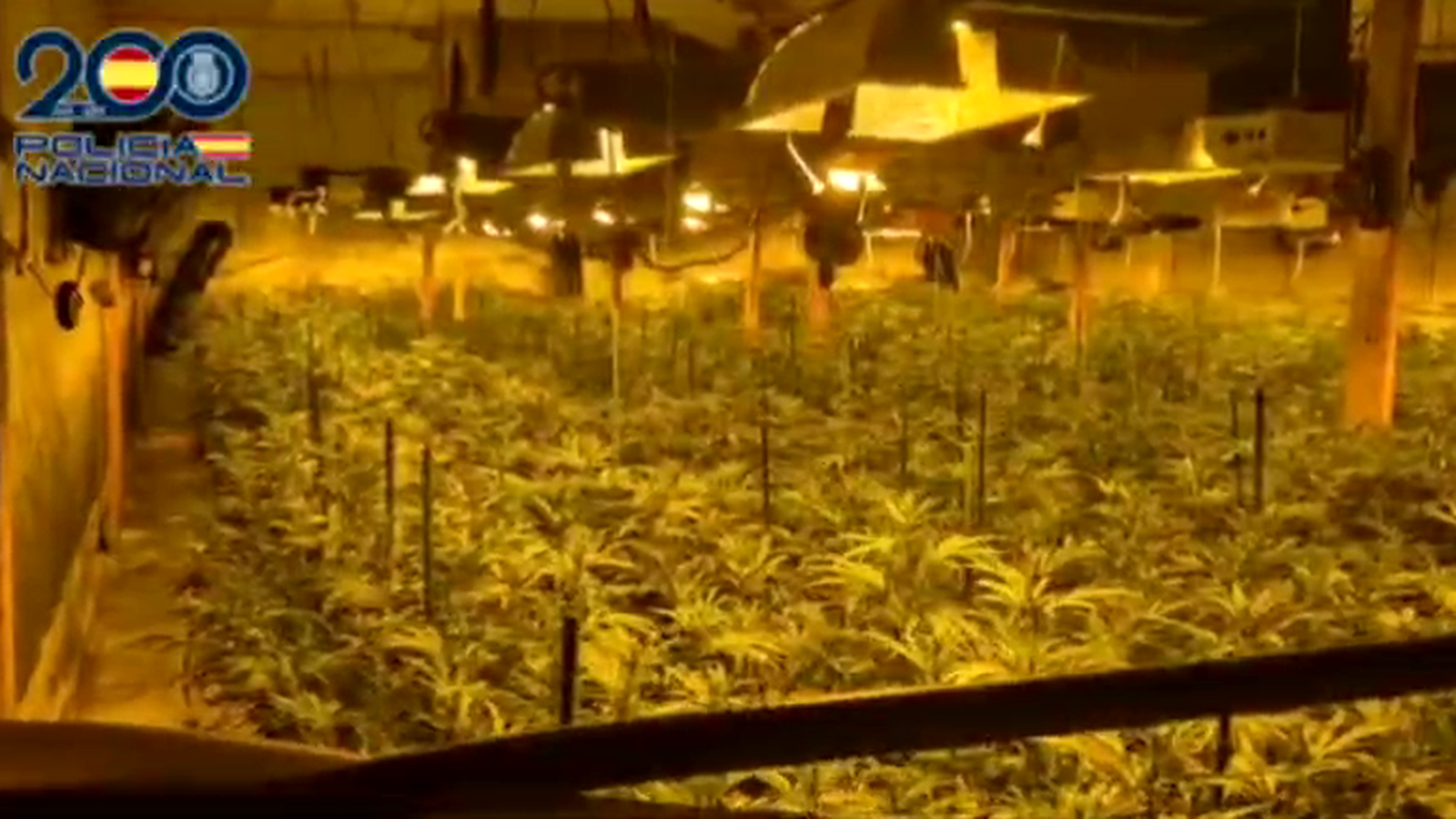 Plantació de cànnabis que el grup criminal tenia a l'interior d'una nau industrial