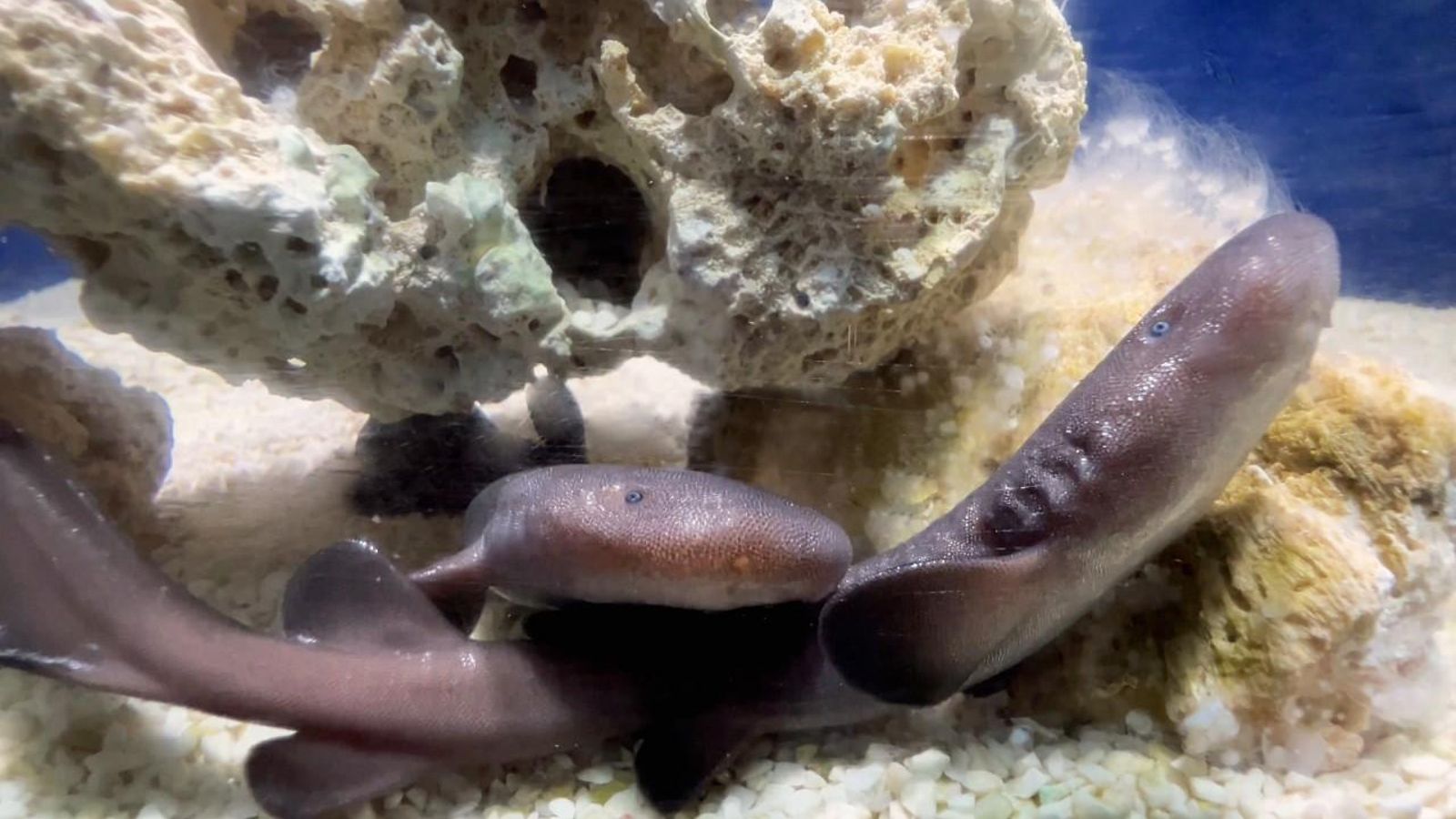 Les dues cries de tauró nodrissa que acull l'Oceanogràfic de València
