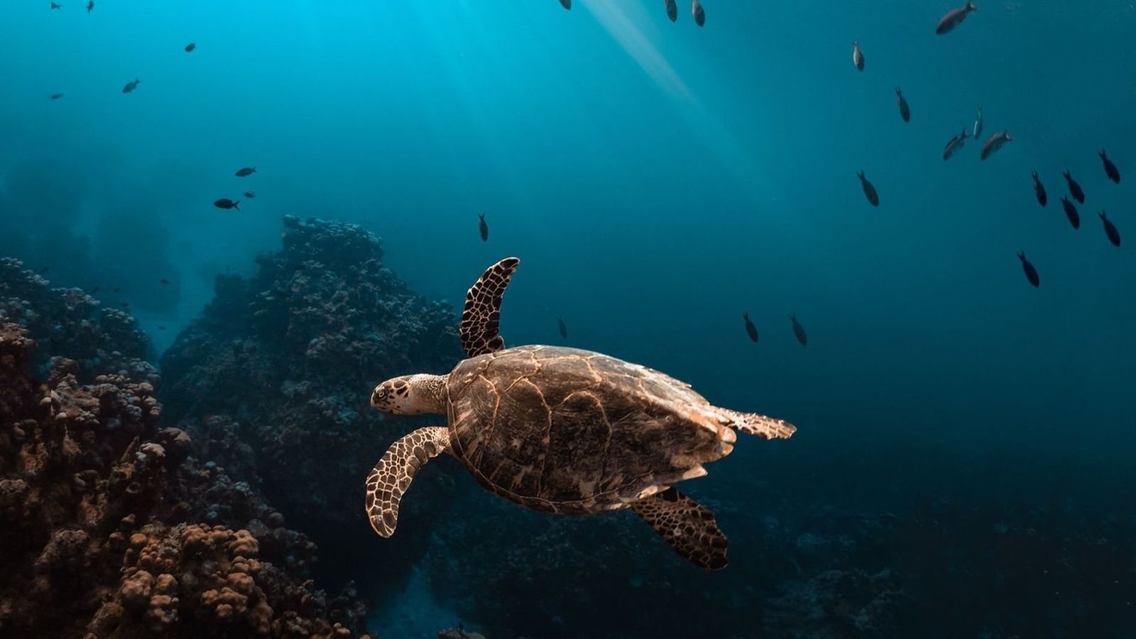 Els estats reunits en l'ONU i organitzacions ecologistes de tot el món arriben a un acord transcendental per al futur dels oceans