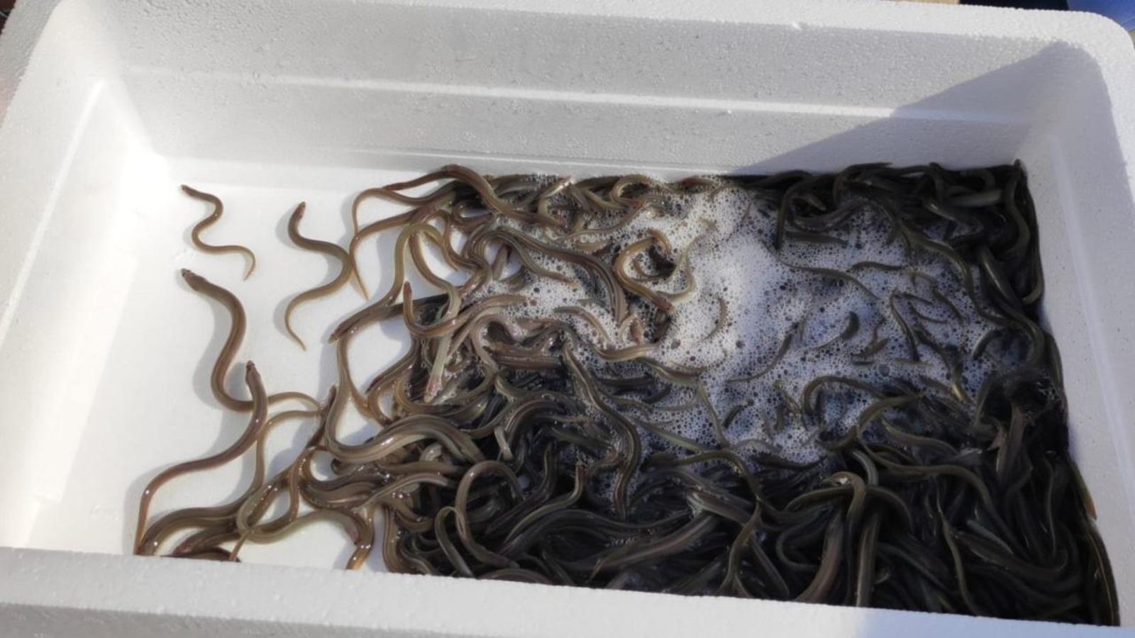 Solten 20.000 anguiles a l'Albufera