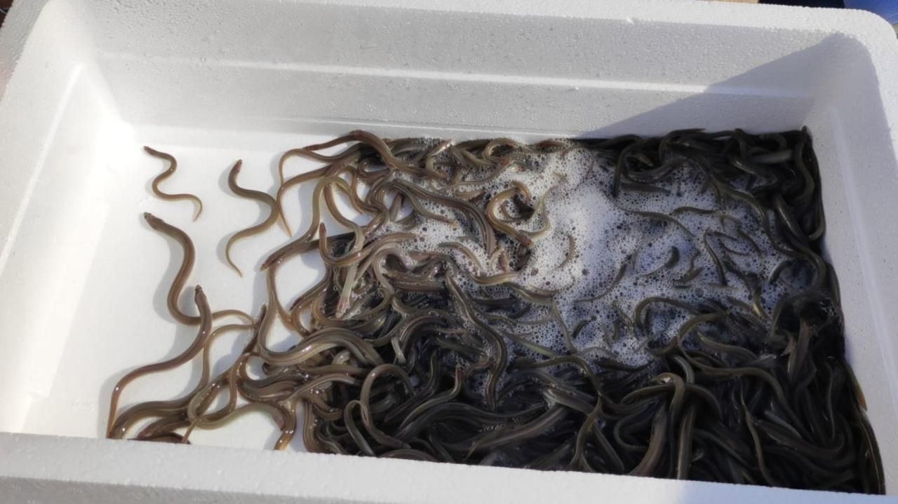 Solten 20.000 anguiles a l'Albufera