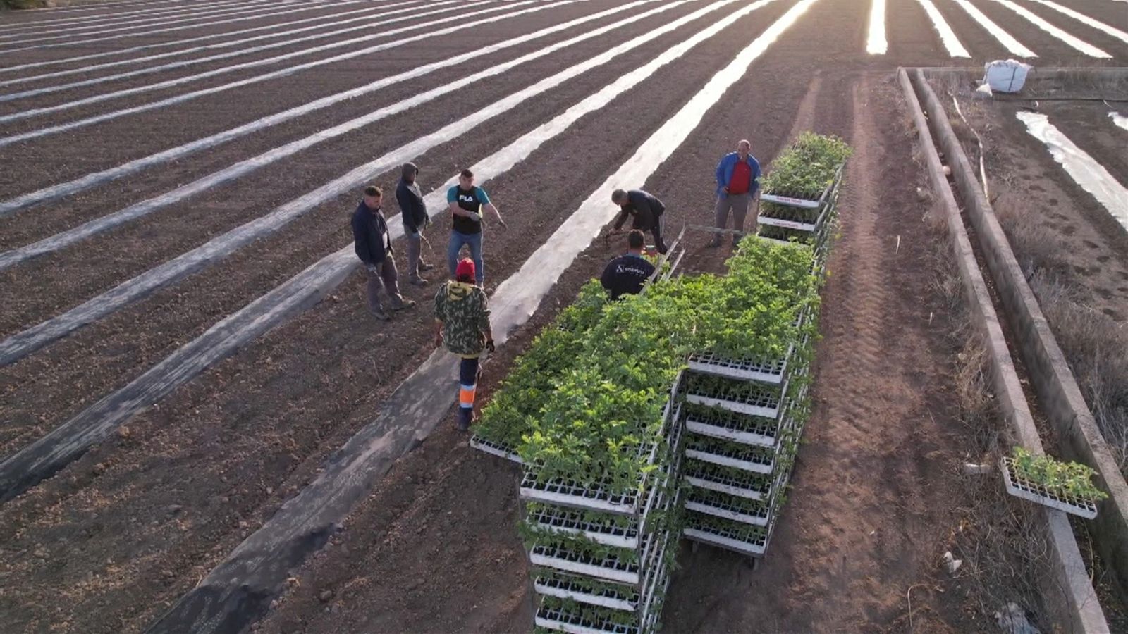És temps de plantar melons d'Alger