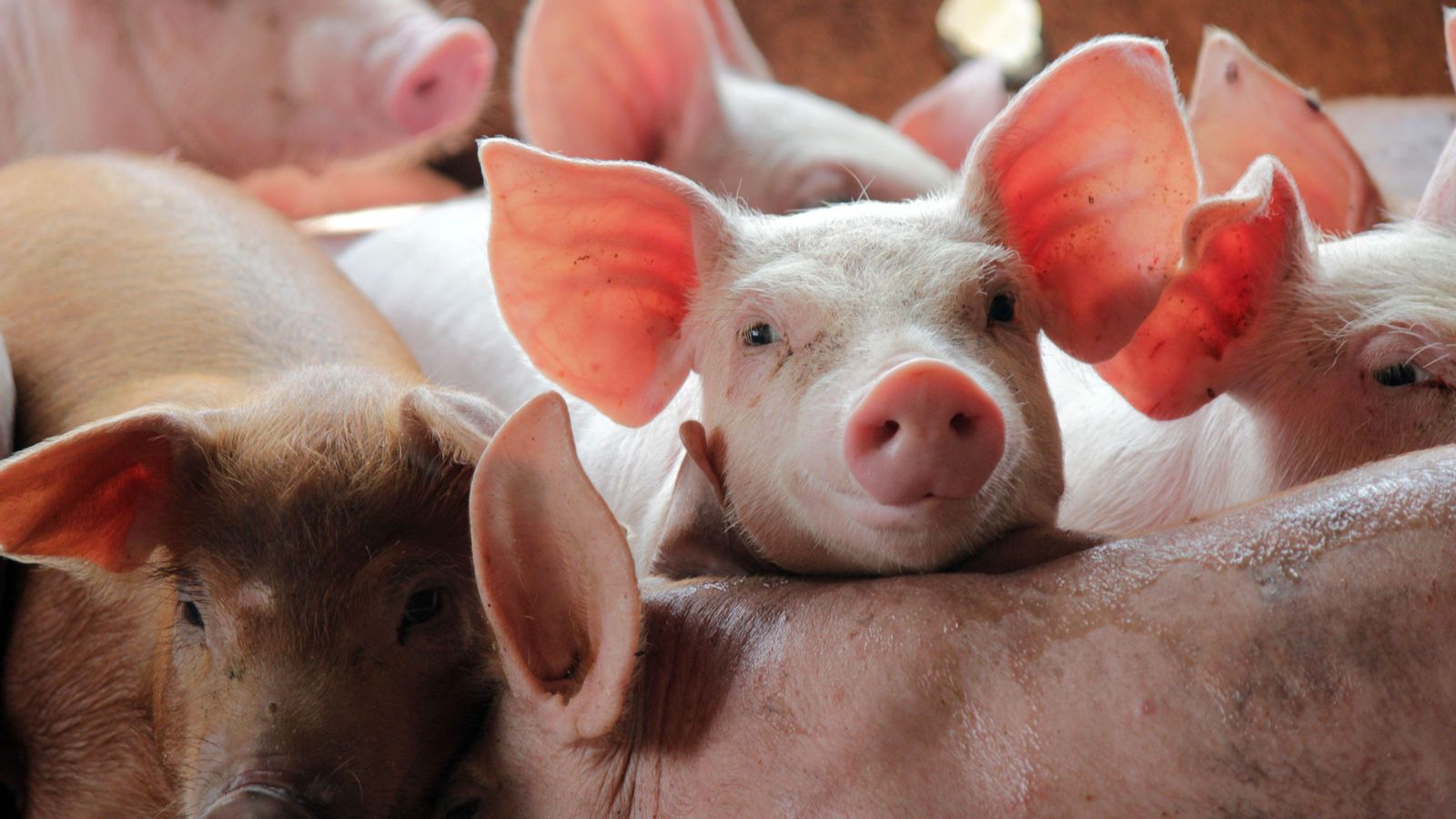 Imatge d'arxiu d'una granja de porcs Imatge d'arxiu d'una granja de porcs