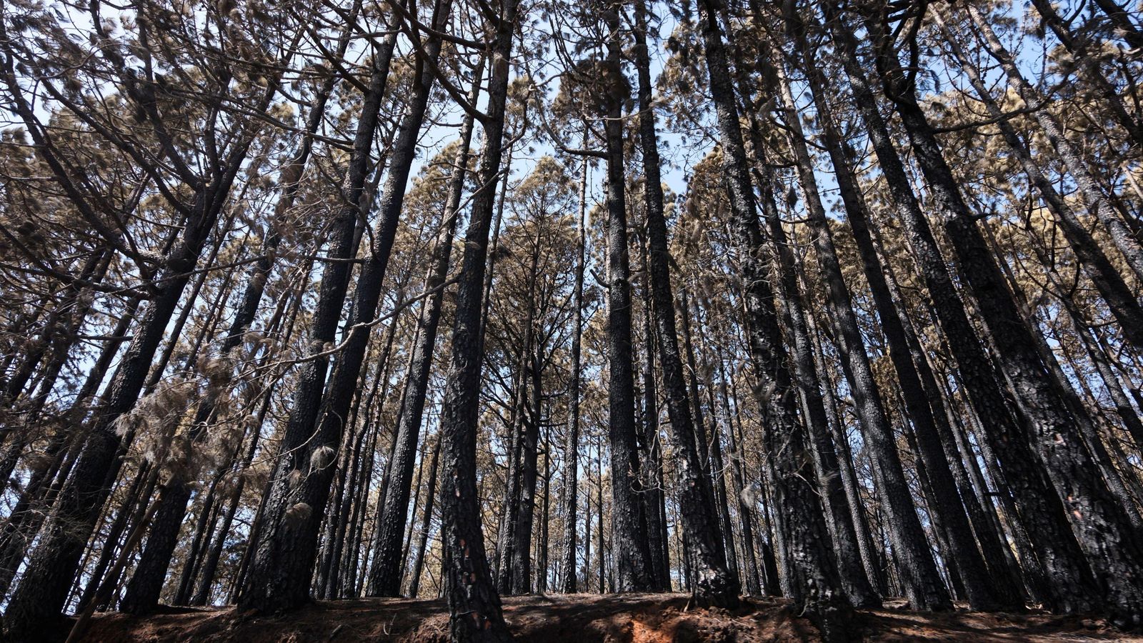 El Parc Nacional del Teide aquest dijous després del pas de l'incendi forestal de Tenerife