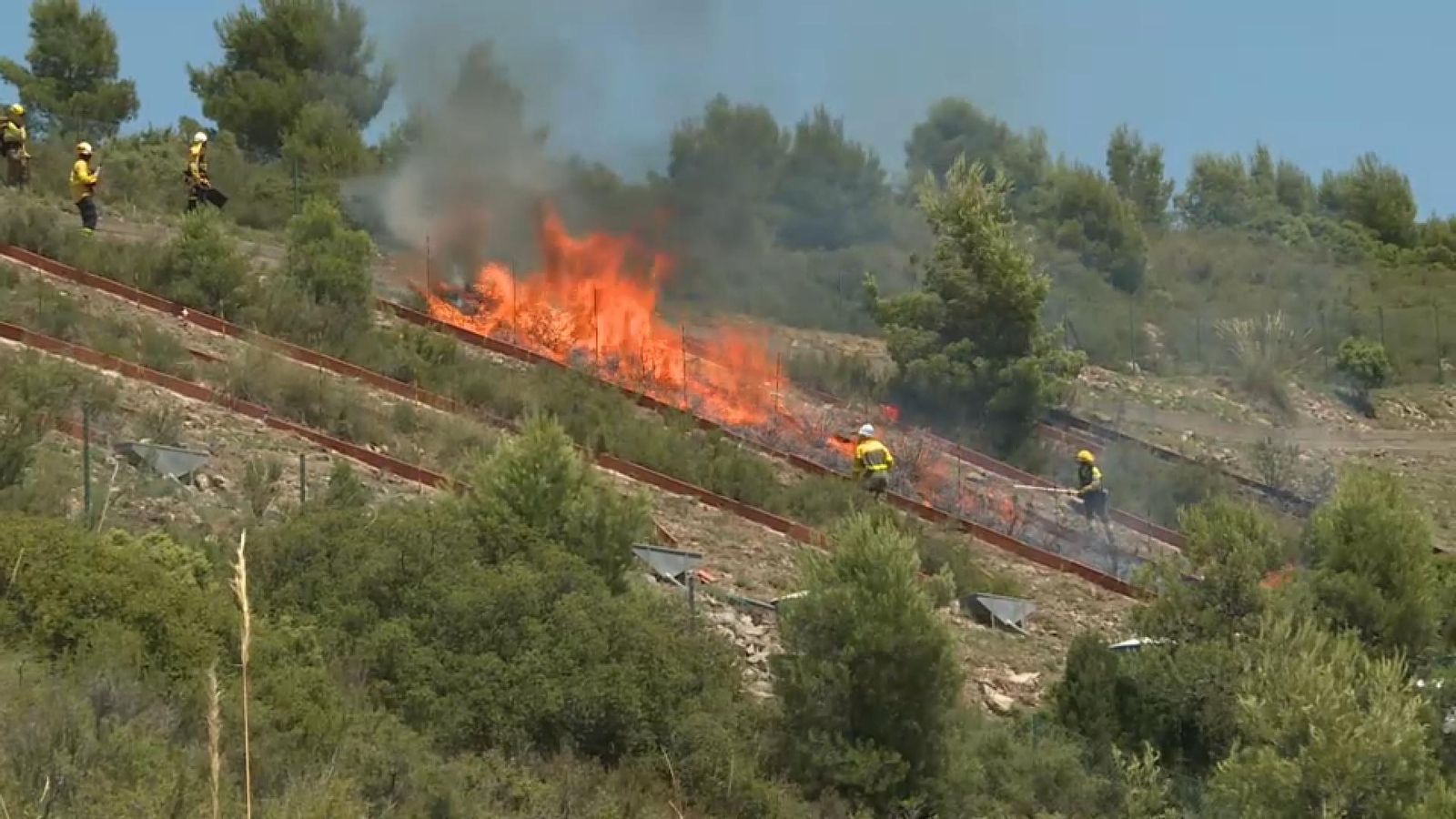 Evolució de la vegetació després d'un incendi