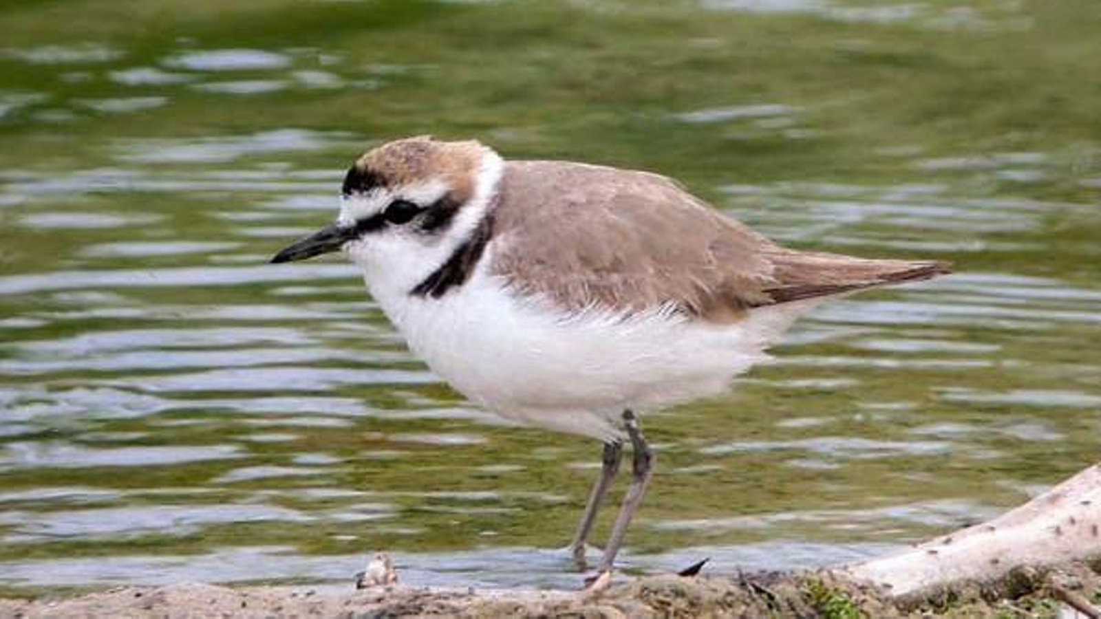 Un exemplar de corriol camanegre