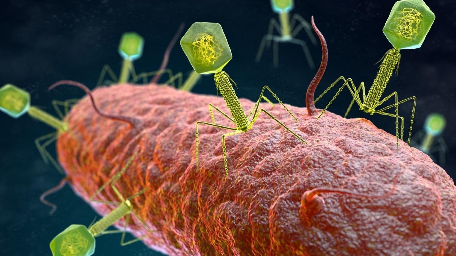 Virus bacteriòfags atacant a un bacteri