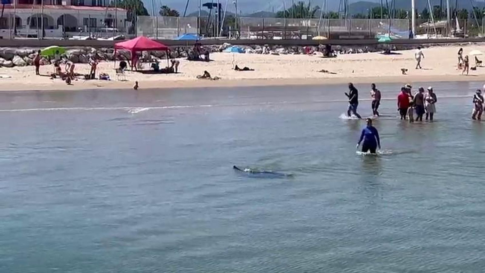 Una manta encallada a Oliva, el cap de setmana passat