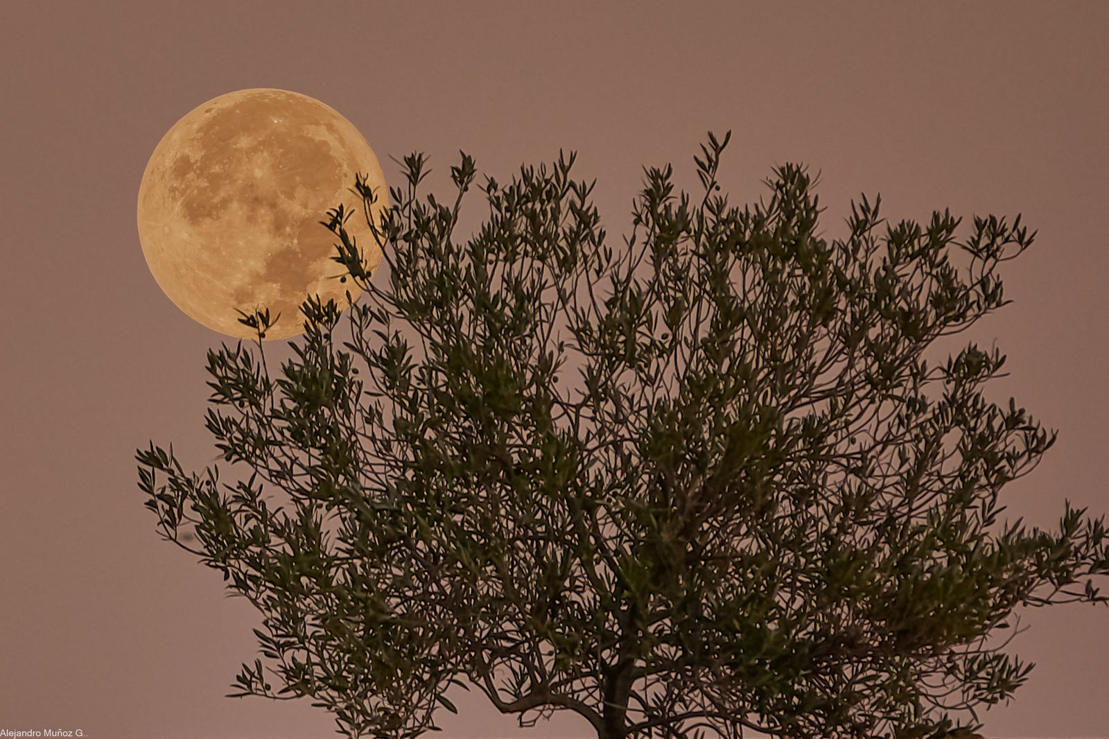 Massamagrell (Horta Nord)