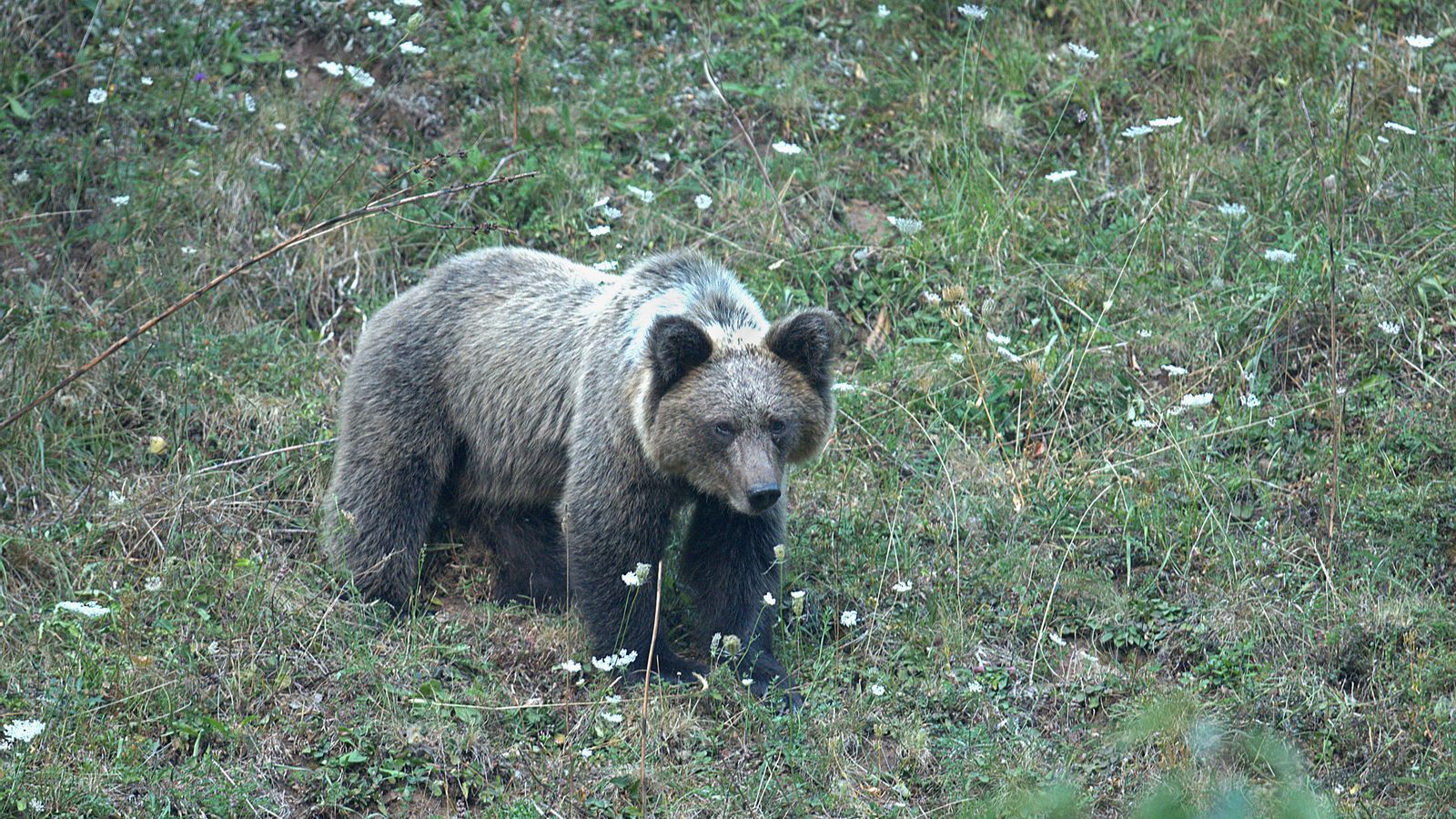 Un ós cantàbric a Astúries en una imatge d'arxiu