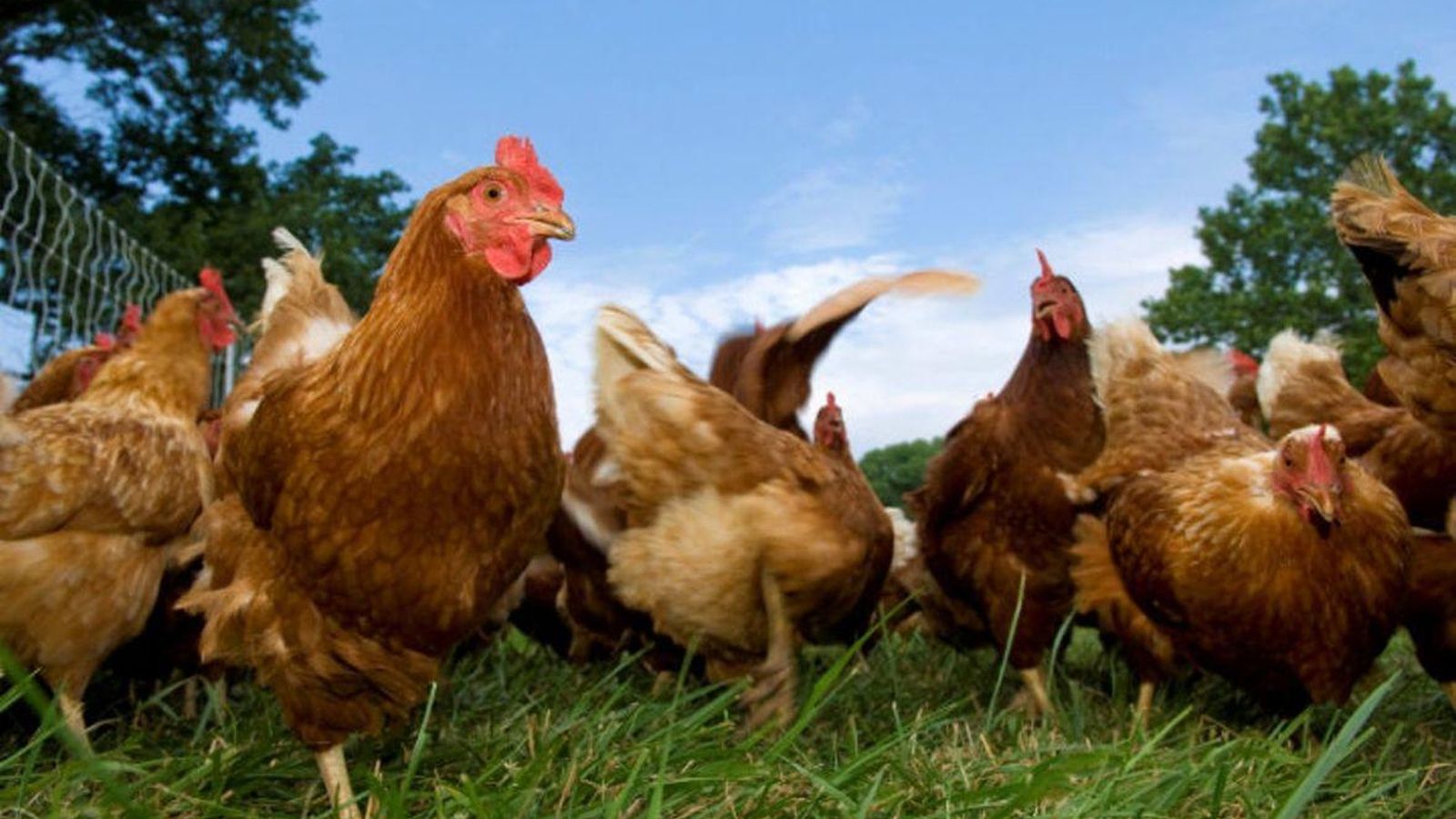 18.12.2018 | Quina és la millor au de corral per a fer un bon sopar de Nadal?