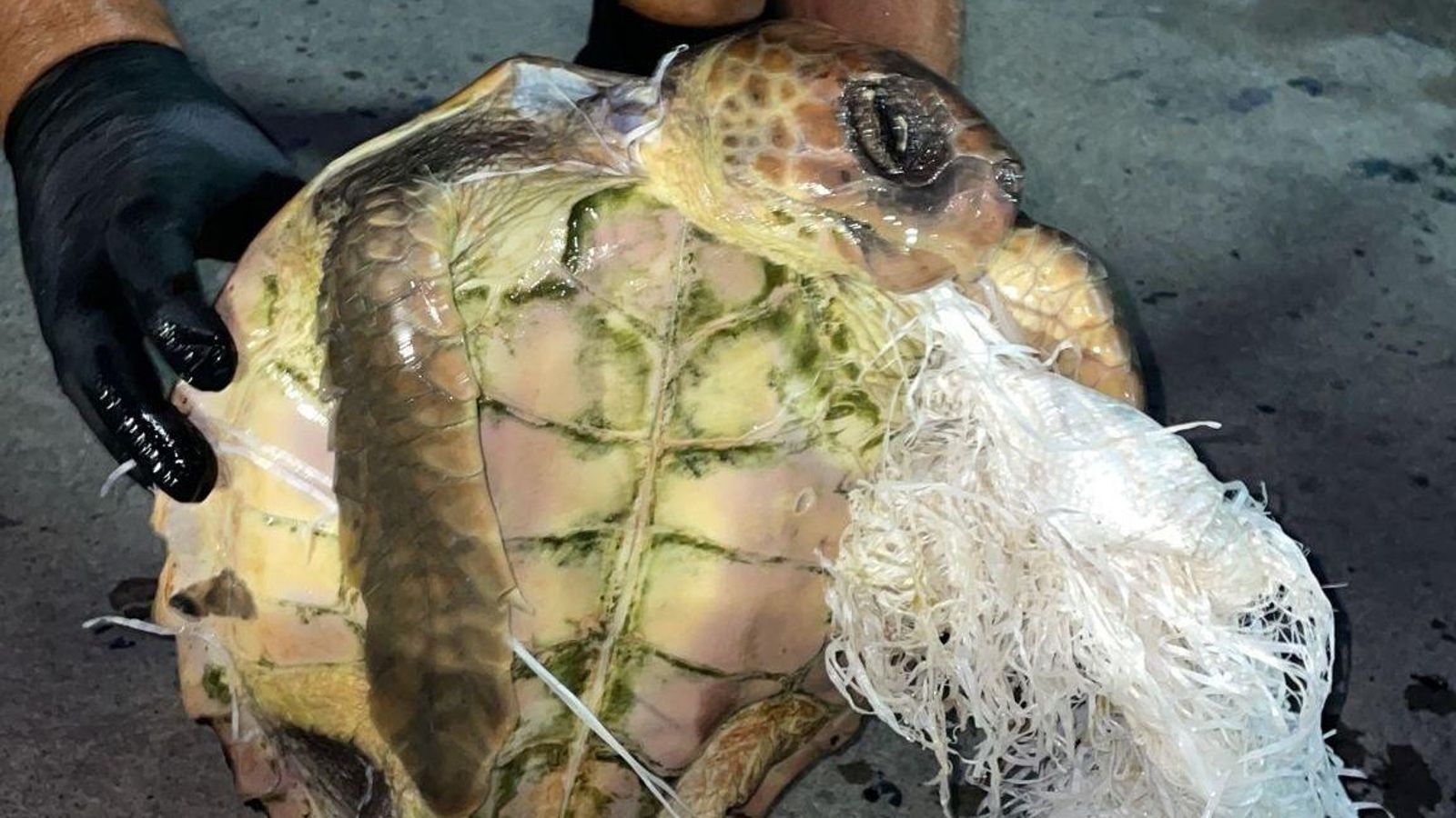 En imatge, una de les tortugues rescatades a les costes valencianes