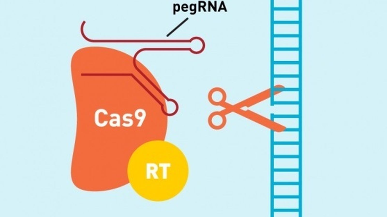 Sistema 'prime editing' de Crispr d'editar genoma