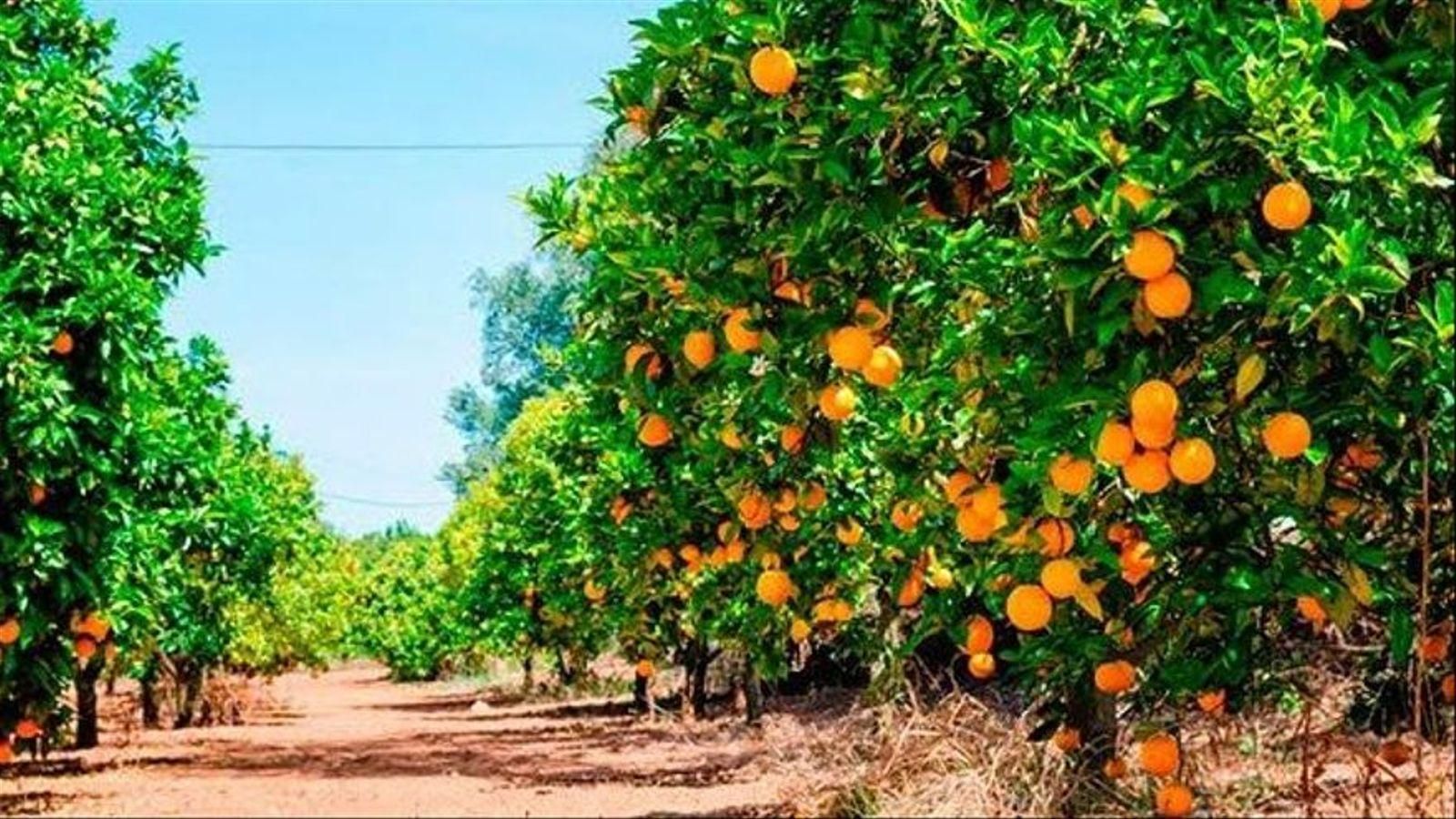 Camp de taronges, en una imatge d'arxiu Cítrics, en arxiu